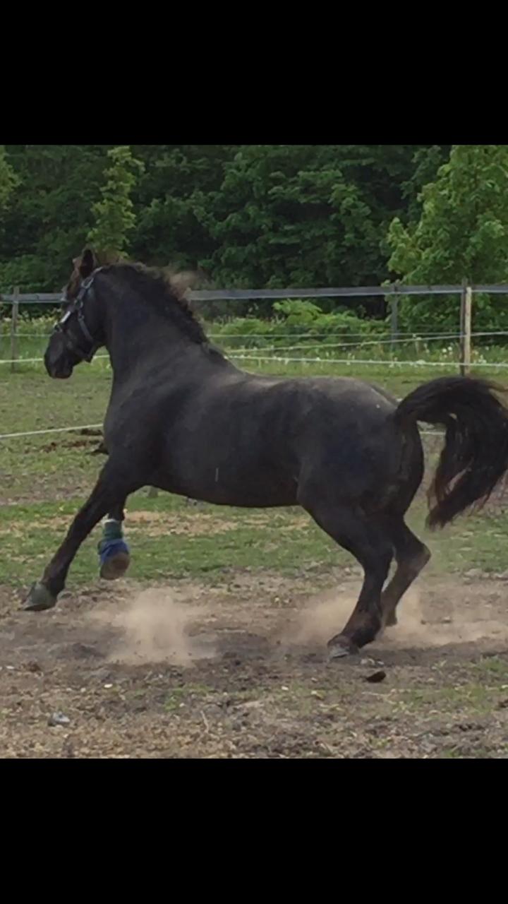 Silvas hov operation (keratom) - Så fik Silva lov at komme på sygefold :-) billede 45