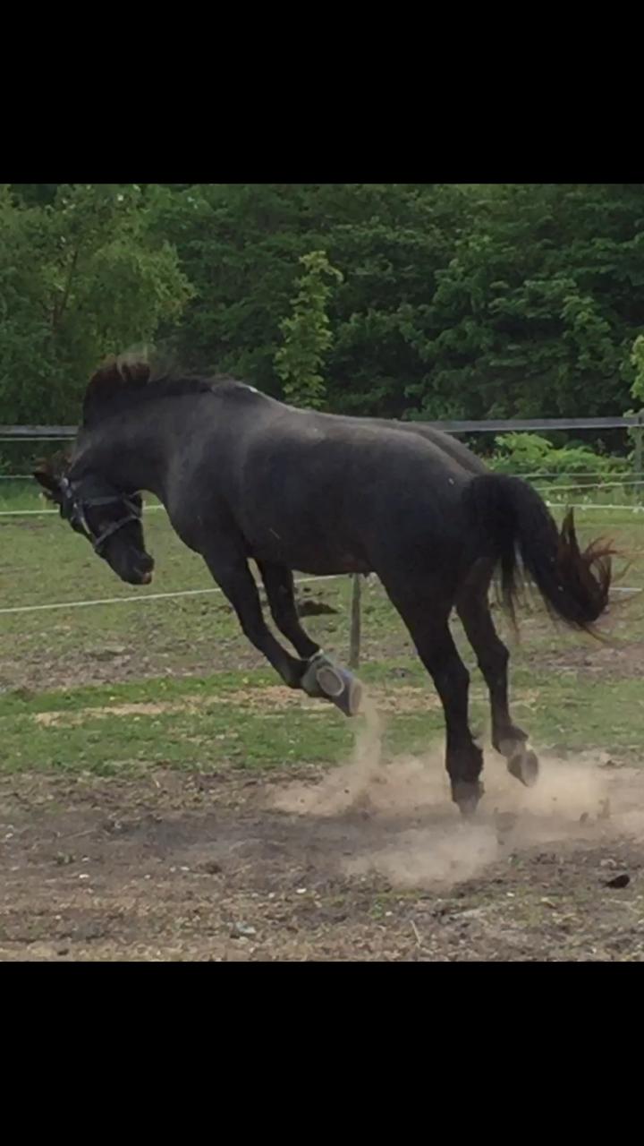 Silvas hov operation (keratom) - Så fik Silva lov at komme på sygefold :-) billede 46