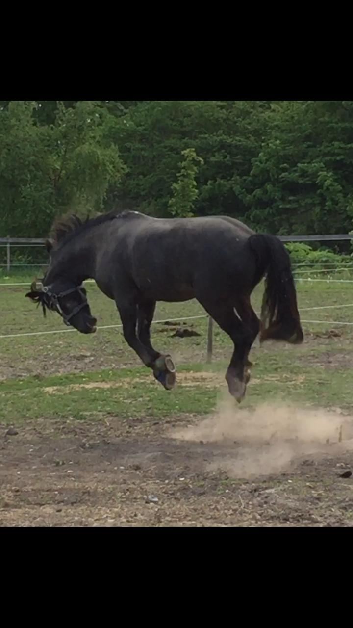 Silvas hov operation (keratom) - Så fik Silva lov at komme på sygefold :-) billede 47