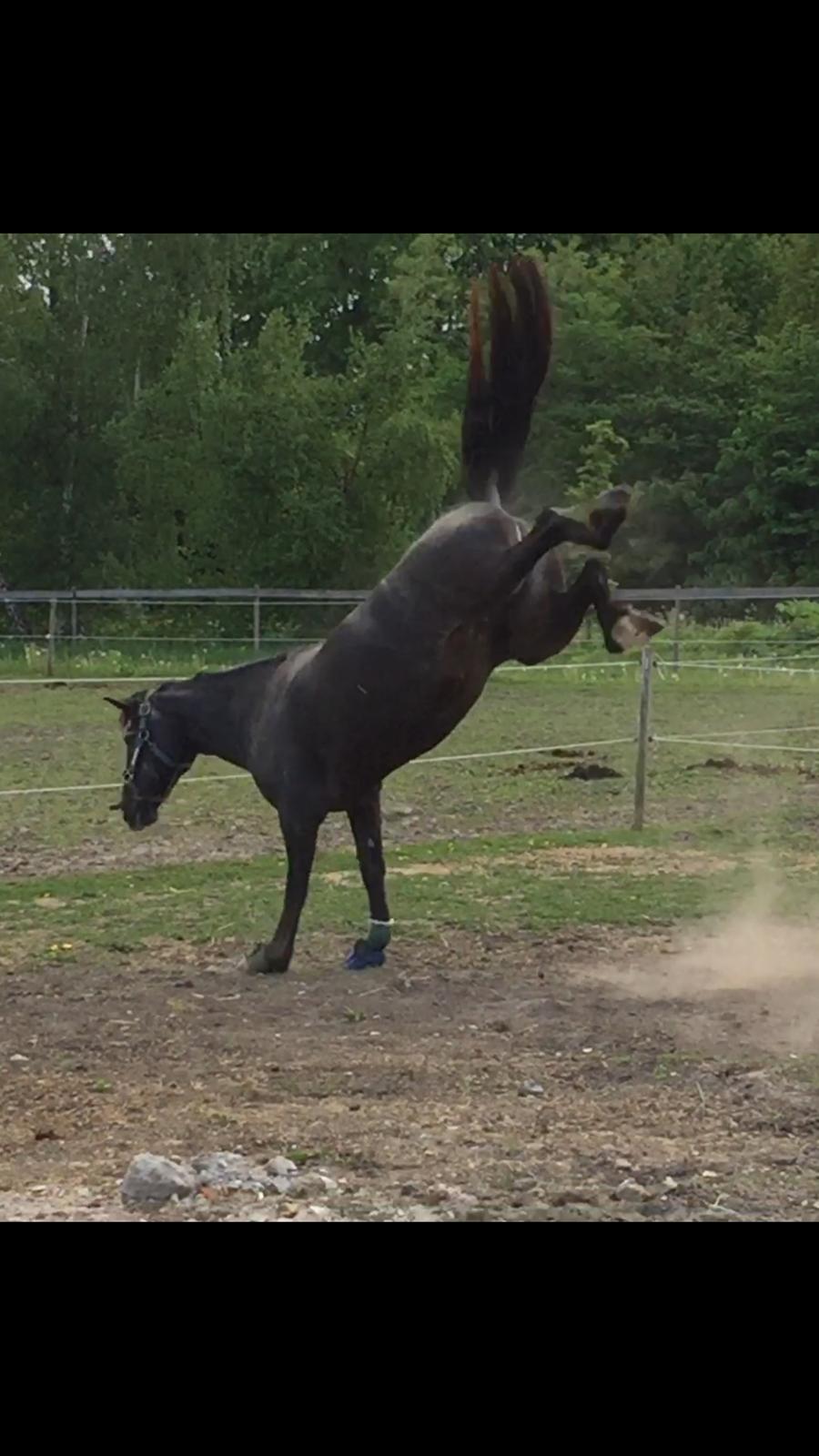 Silvas hov operation (keratom) - Så fik Silva lov at komme på sygefold :-) billede 48