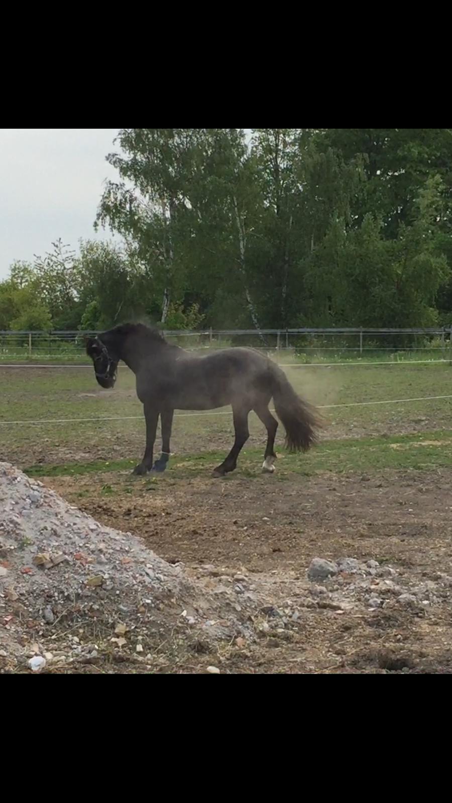 Silvas hov operation (keratom) - Så fik Silva lov at komme på sygefold :-) billede 49