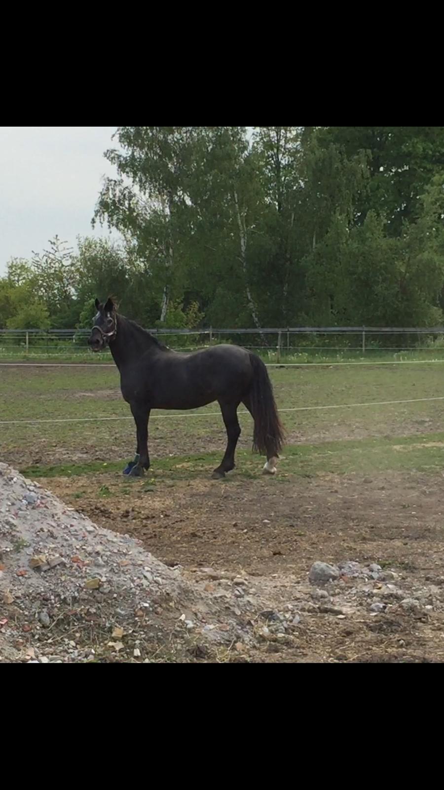 Silvas hov operation (keratom) - Så fik Silva lov at komme på sygefold :-) billede 50