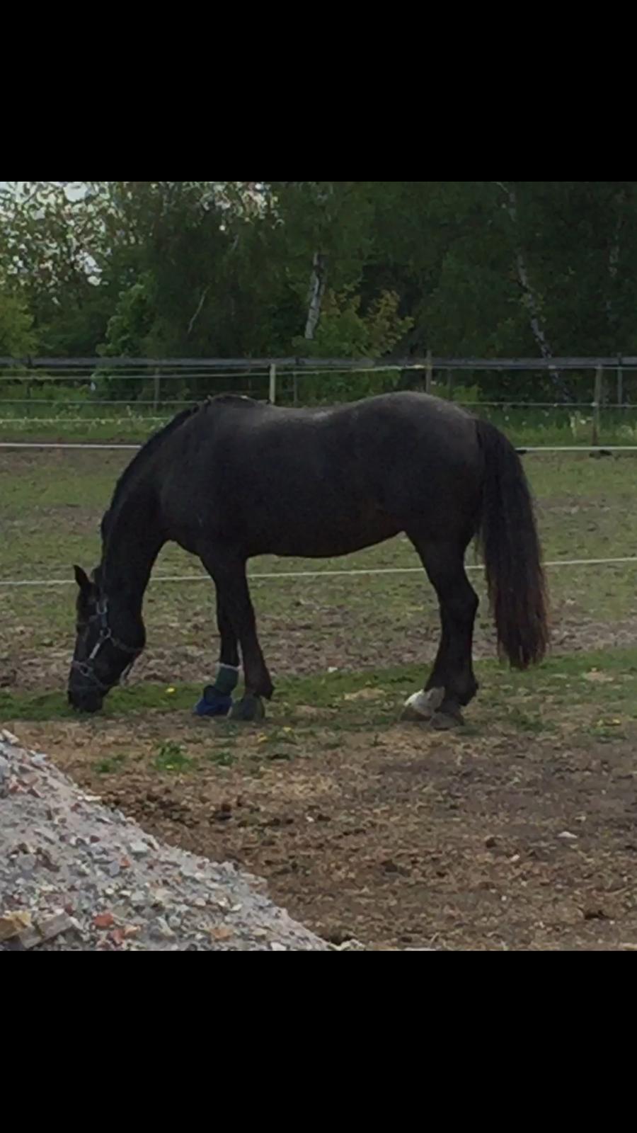 Silvas hov operation (keratom) - Så fik Silva lov at komme på sygefold :-) billede 51