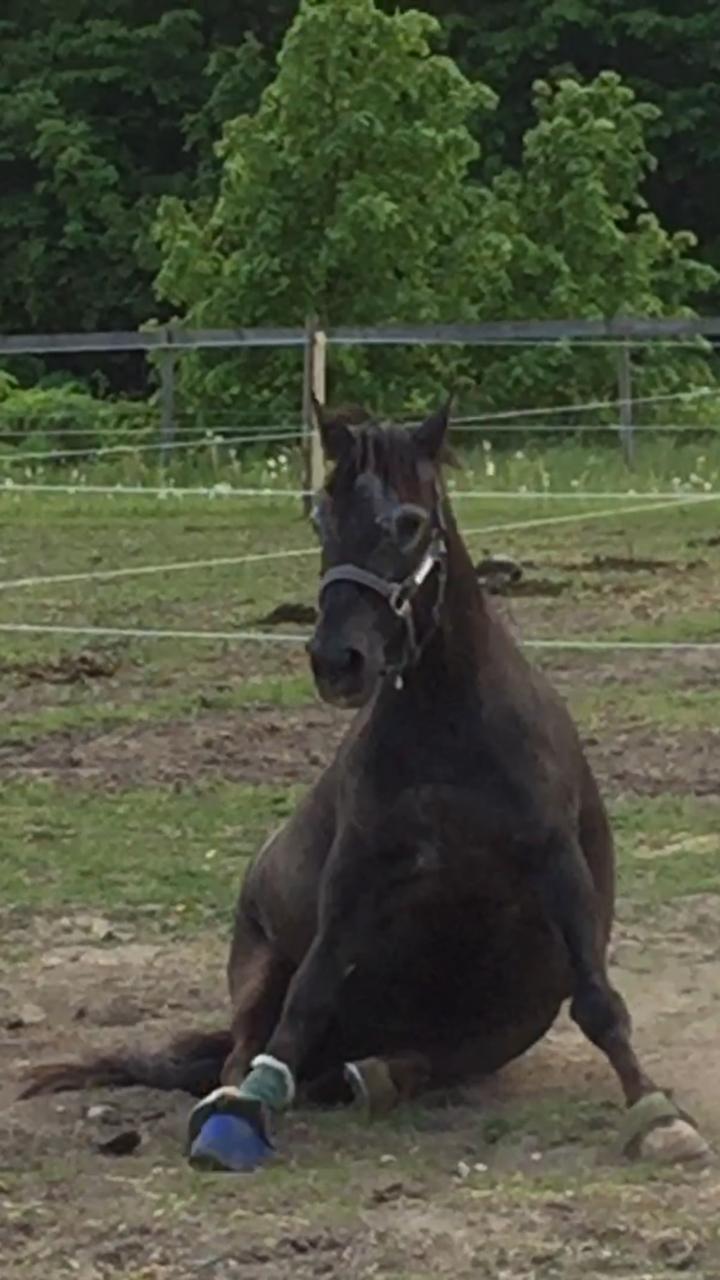 Silvas hov operation (keratom) - Så fik Silva lov at komme på sygefold :-) billede 43