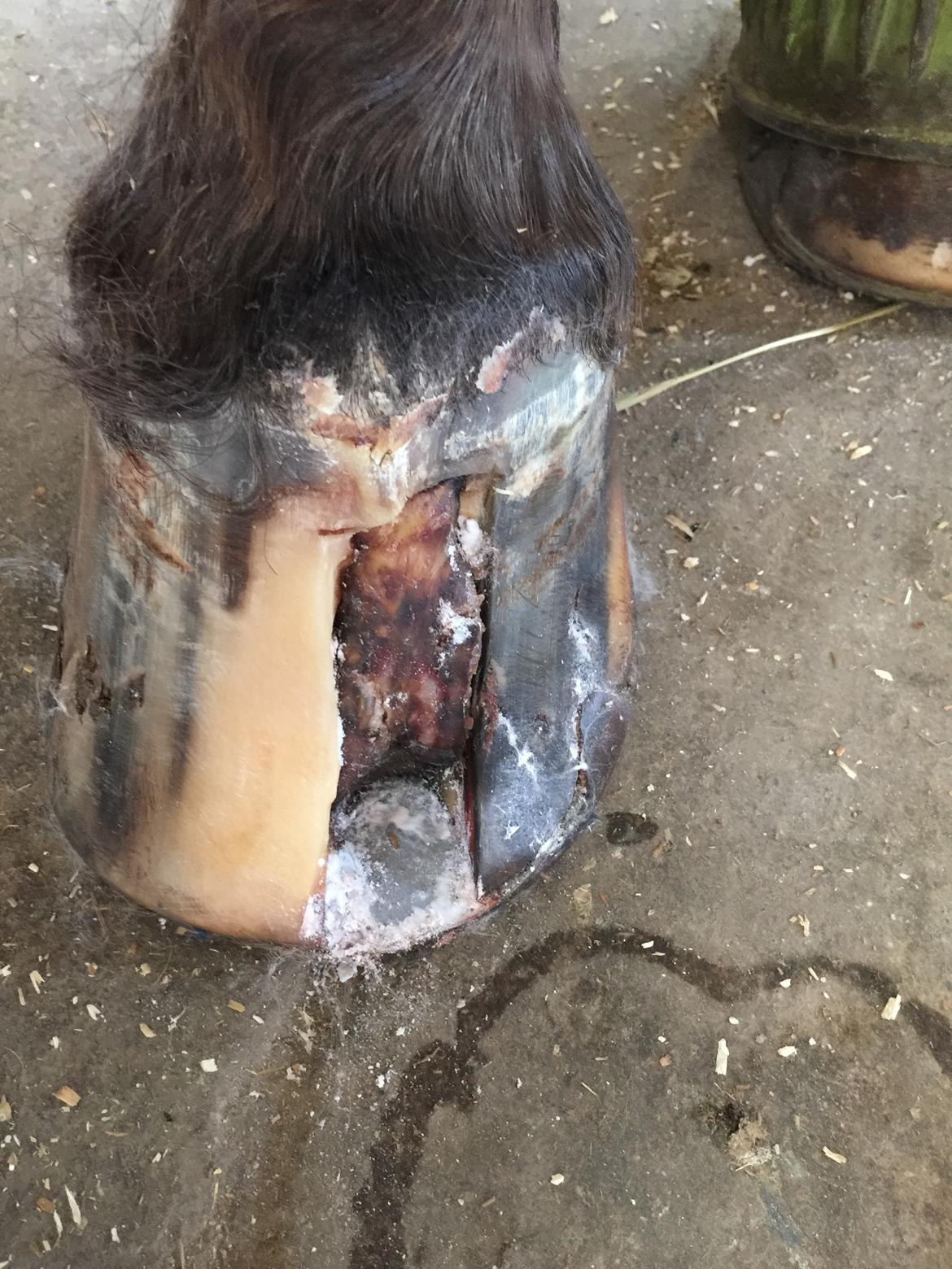 Silvas hov operation (keratom) - Det går fremad billede 53