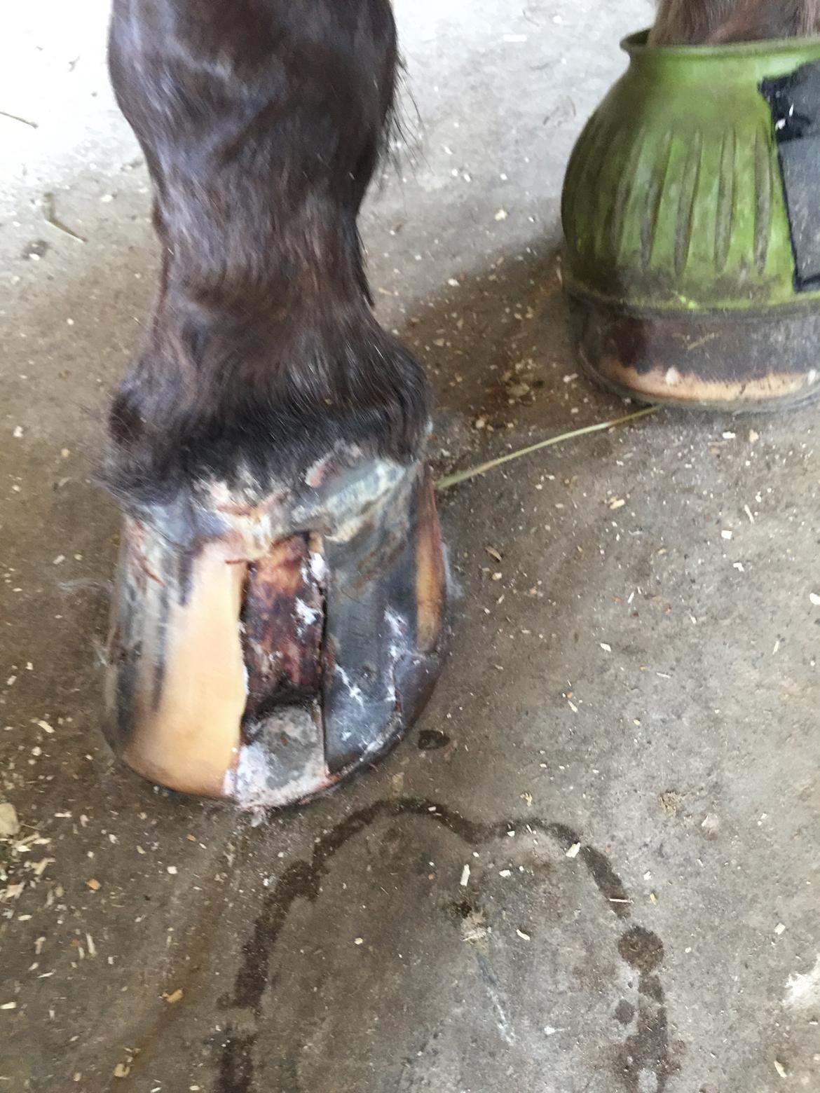 Silvas hov operation (keratom) billede 54