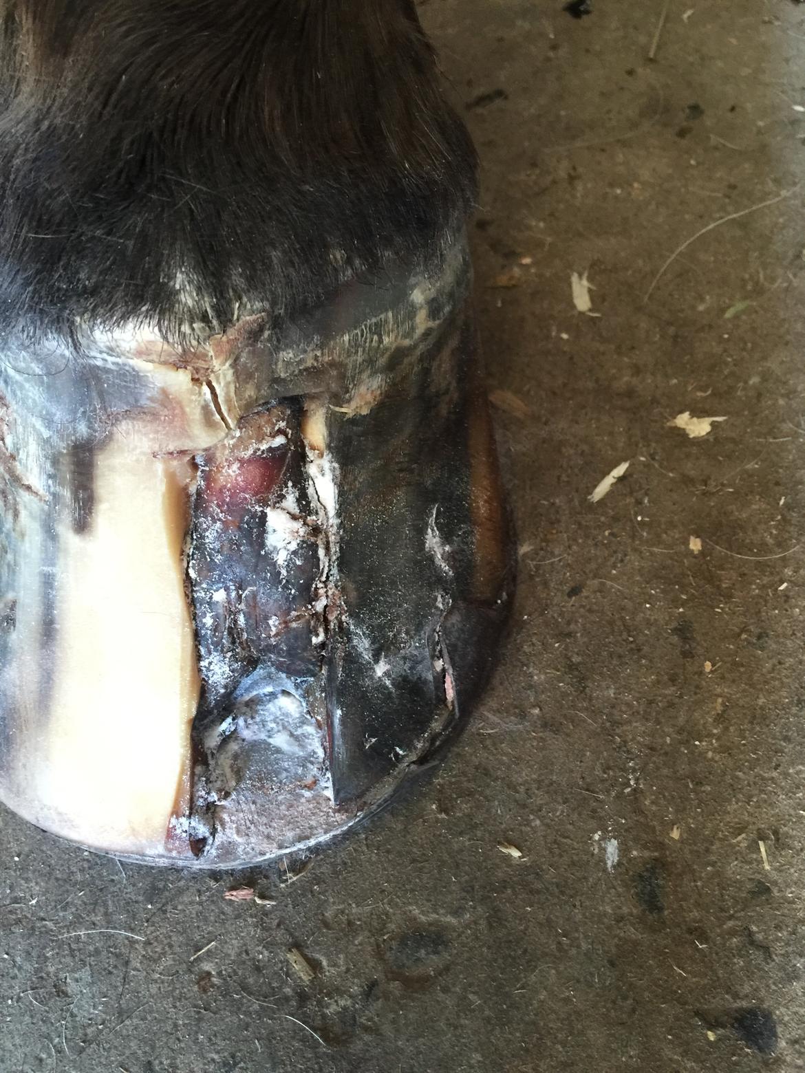 Silvas hov operation (keratom) billede 55