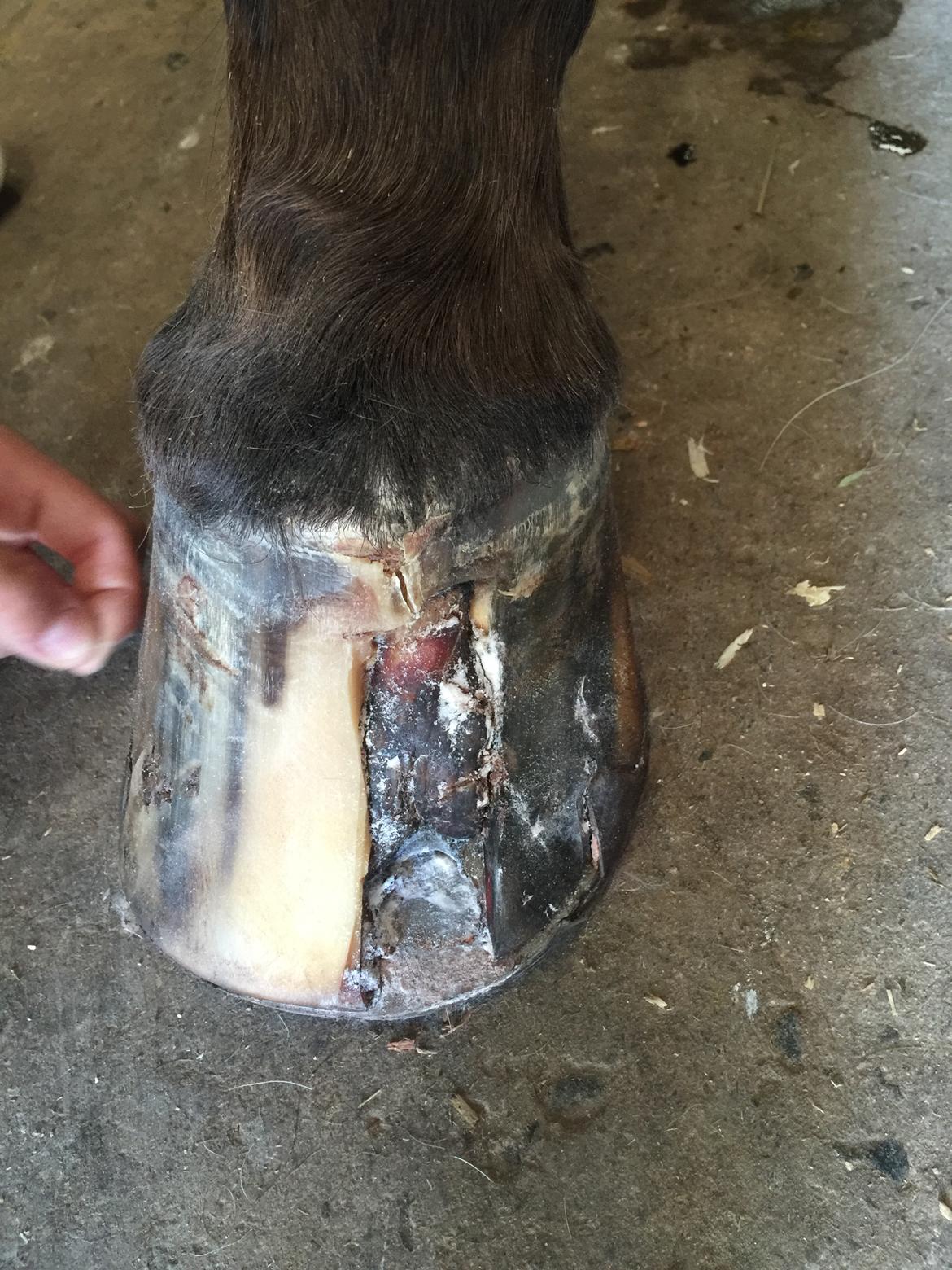 Silvas hov operation (keratom) billede 56