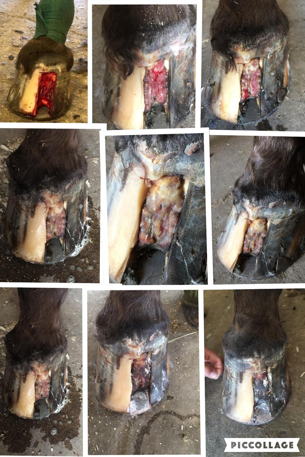 Silvas hov operation (keratom) billede 57