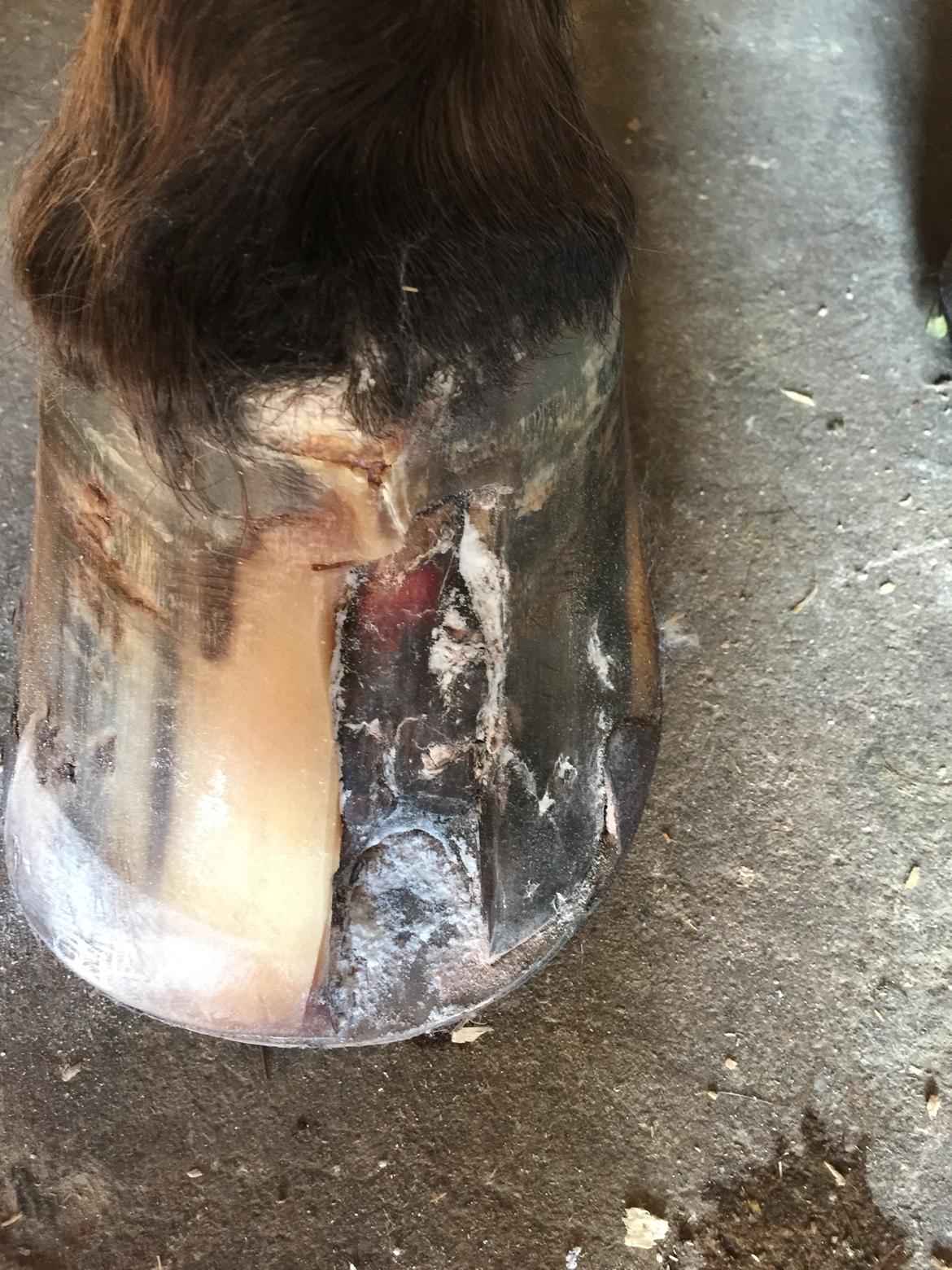 Silvas hov operation (keratom) billede 58