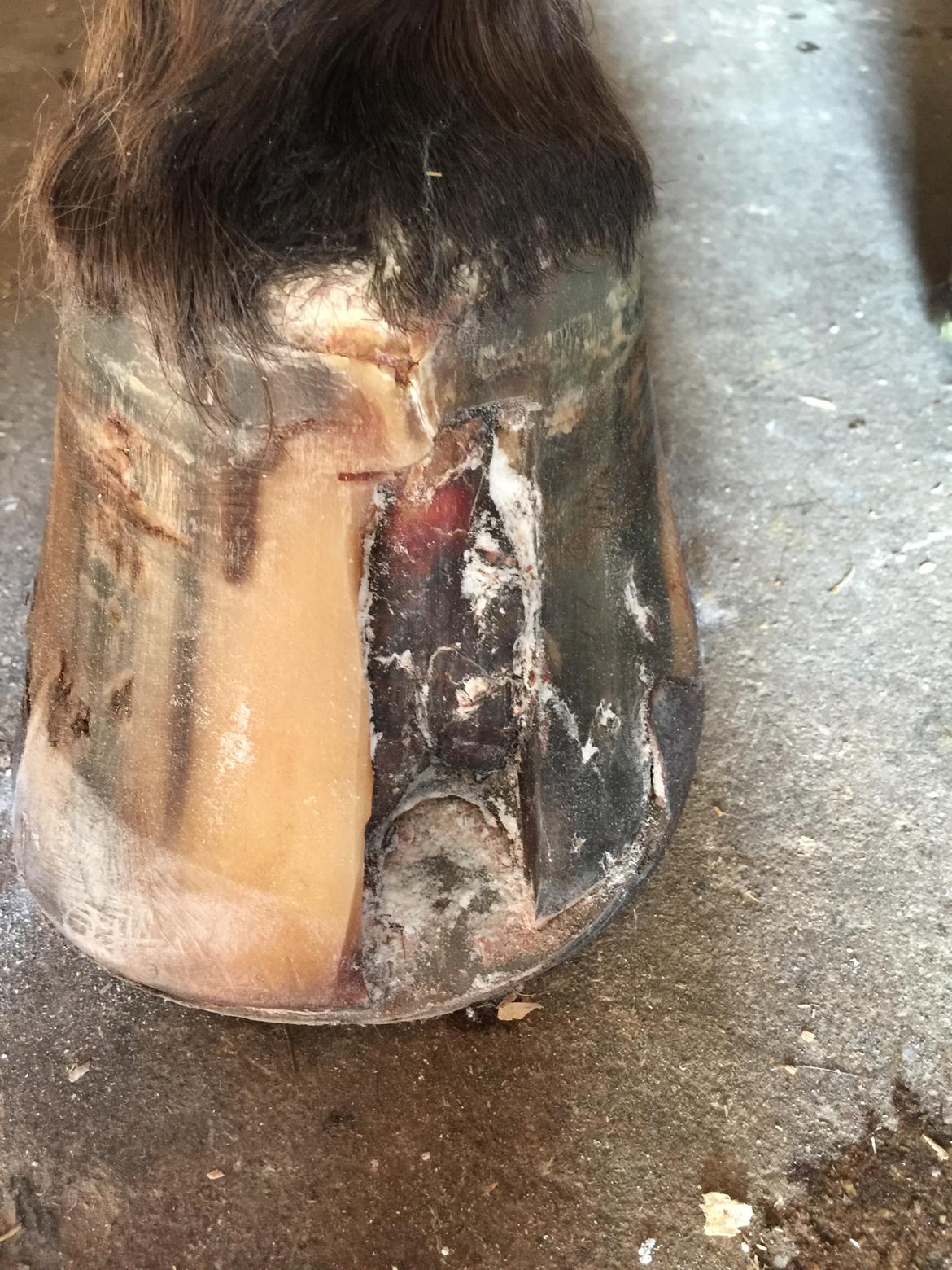 Silvas hov operation (keratom) billede 59