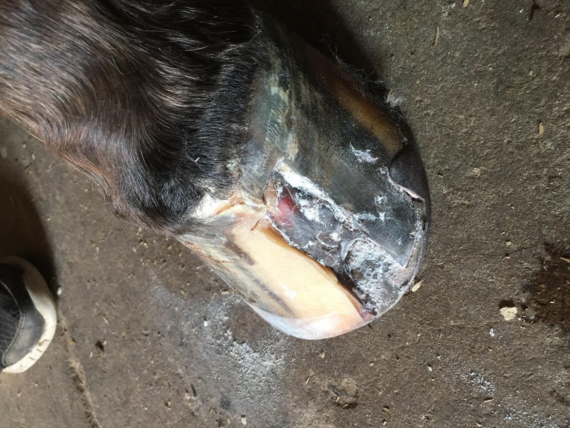 Silvas hov operation (keratom) billede 60