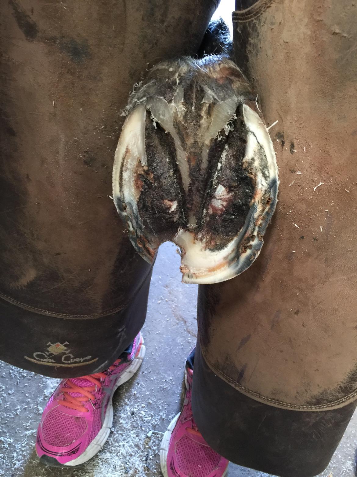 Silvas hov operation (keratom) - Første smedebesøg efter operation billede 61