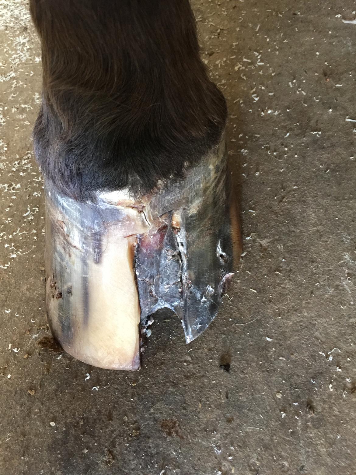 Silvas hov operation (keratom) - Første smedebesøg efter operation billede 62