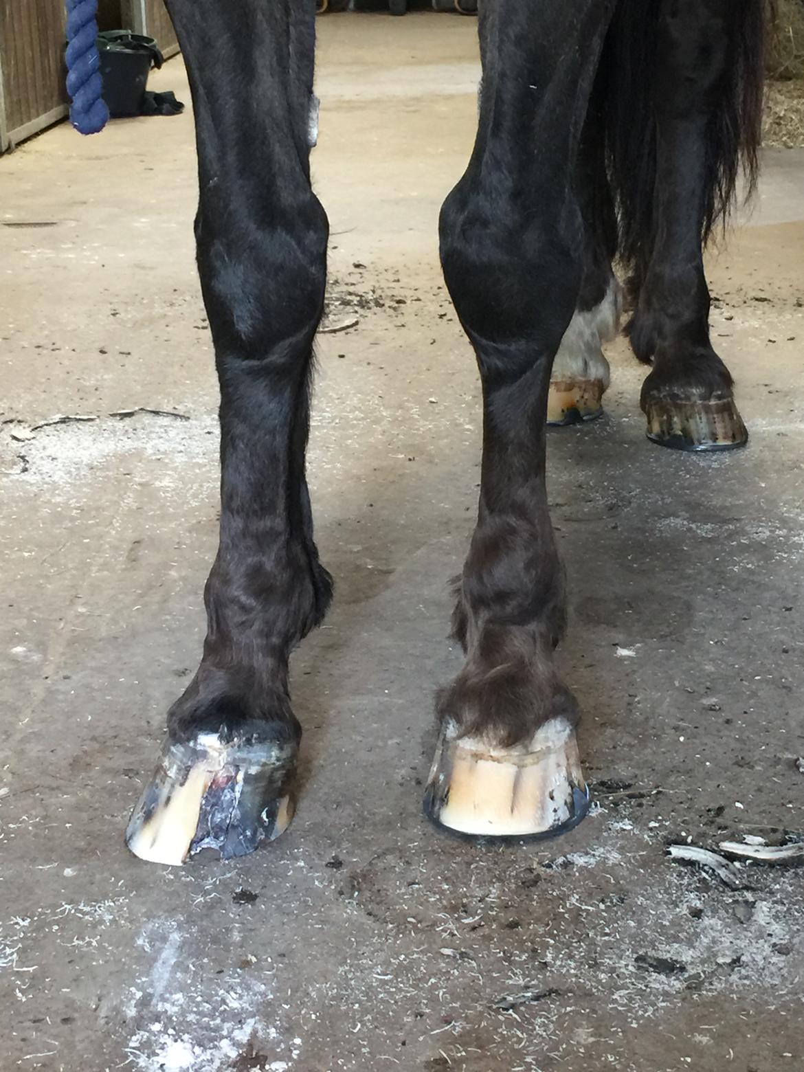 Silvas hov operation (keratom) - Første smedebesøg efter operation - nu med kunsthorn billede 63