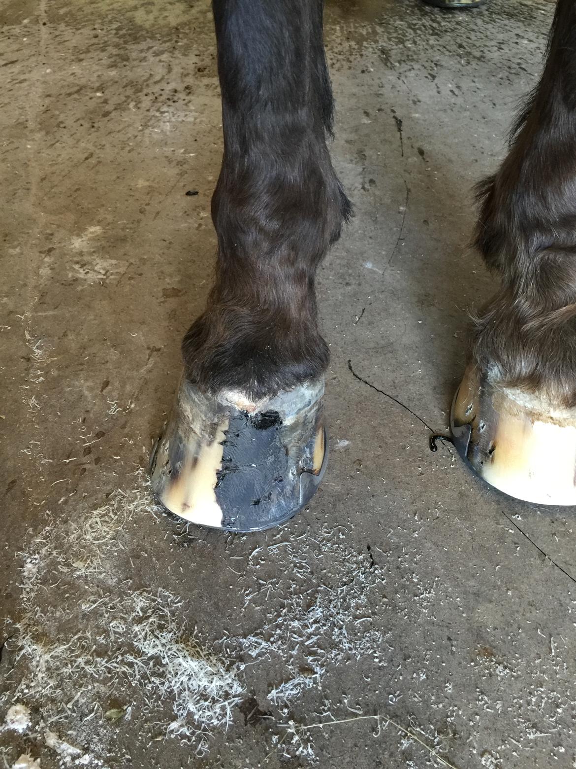 Silvas hov operation (keratom) - Første smedebesøg efter operation - nu med kunsthorn billede 64