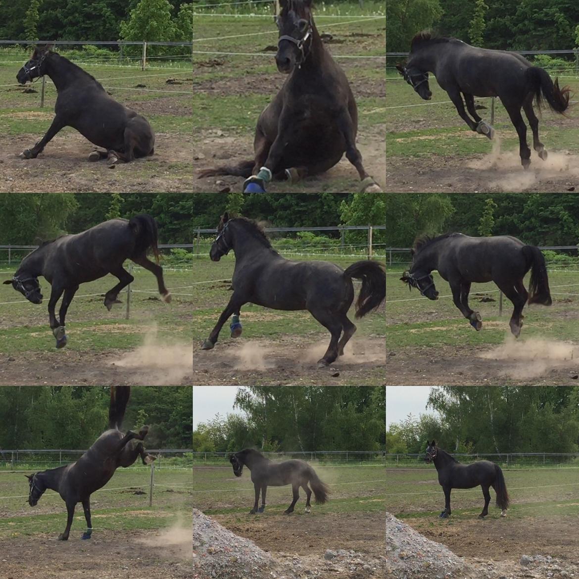 Silvas hov operation (keratom) - Hun måtte lige krudte af og så stod hun ellers pænt stille og nød folden billede 52