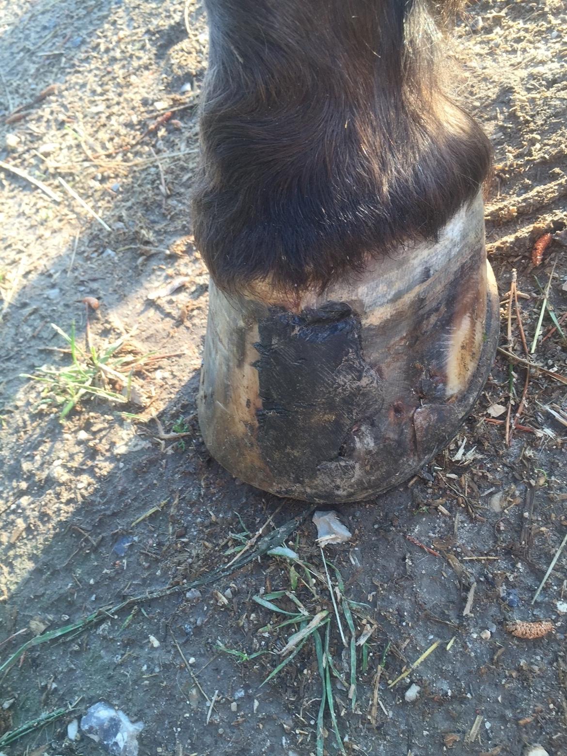 Silvas hov operation (keratom) billede 67