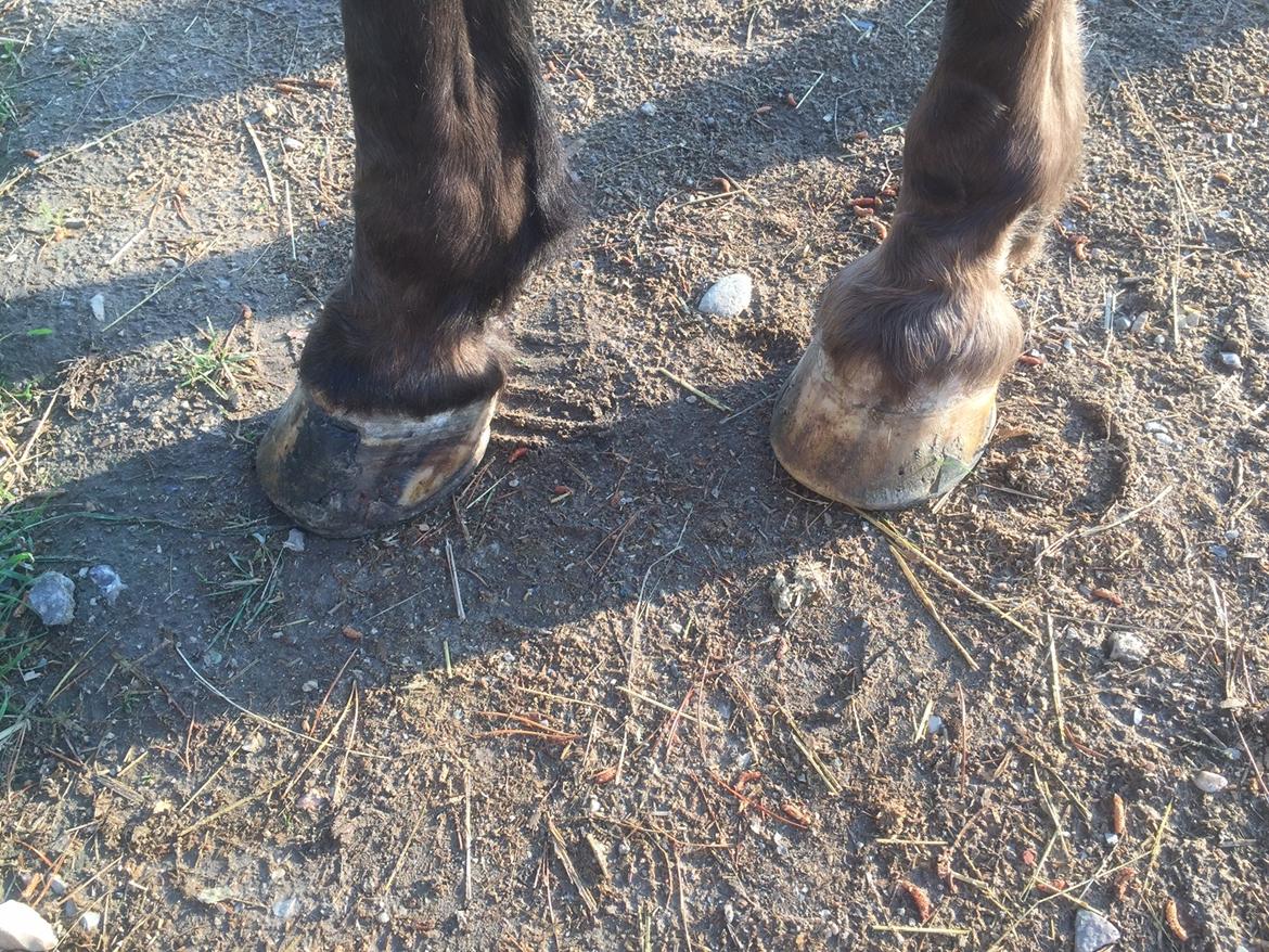 Silvas hov operation (keratom) billede 68