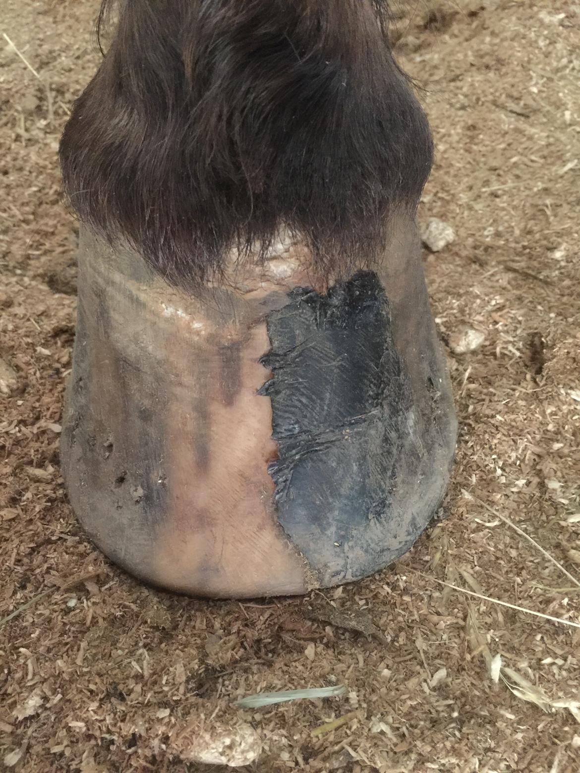 Silvas hov operation (keratom) billede 69