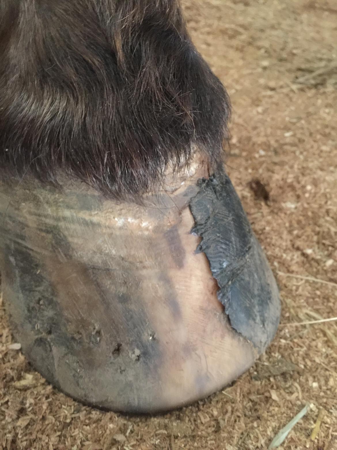 Silvas hov operation (keratom) billede 70