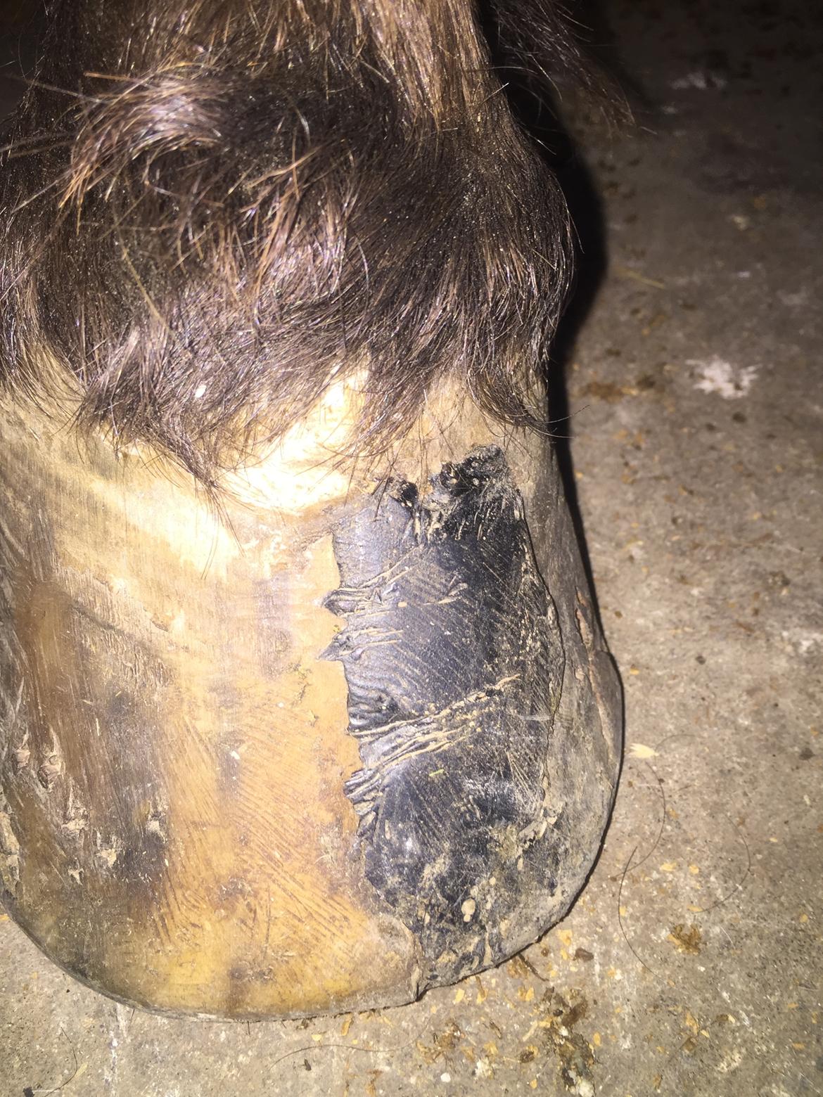 Silvas hov operation (keratom) billede 71