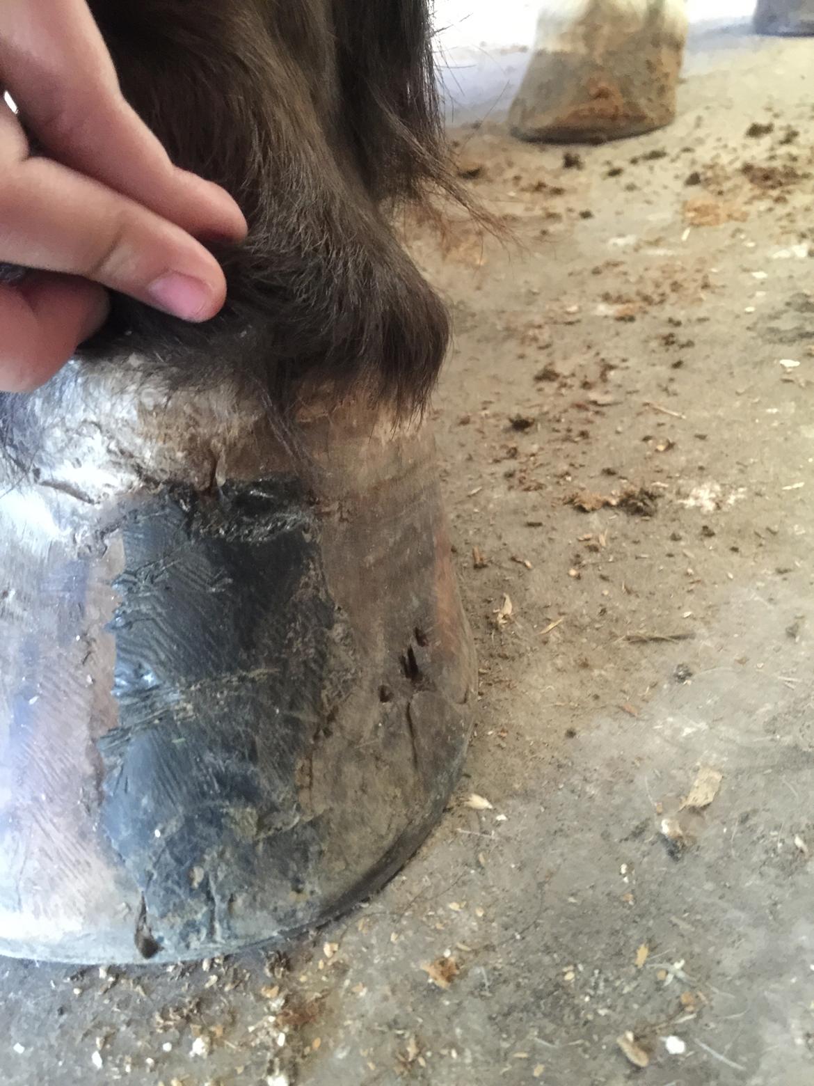 Silvas hov operation (keratom) - Den hov hov revner :-( billede 72