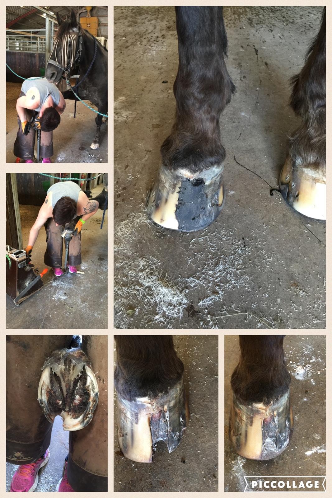 Silvas hov operation (keratom) - Første smedebesøg efter operation - nu med kunsthorn billede 65