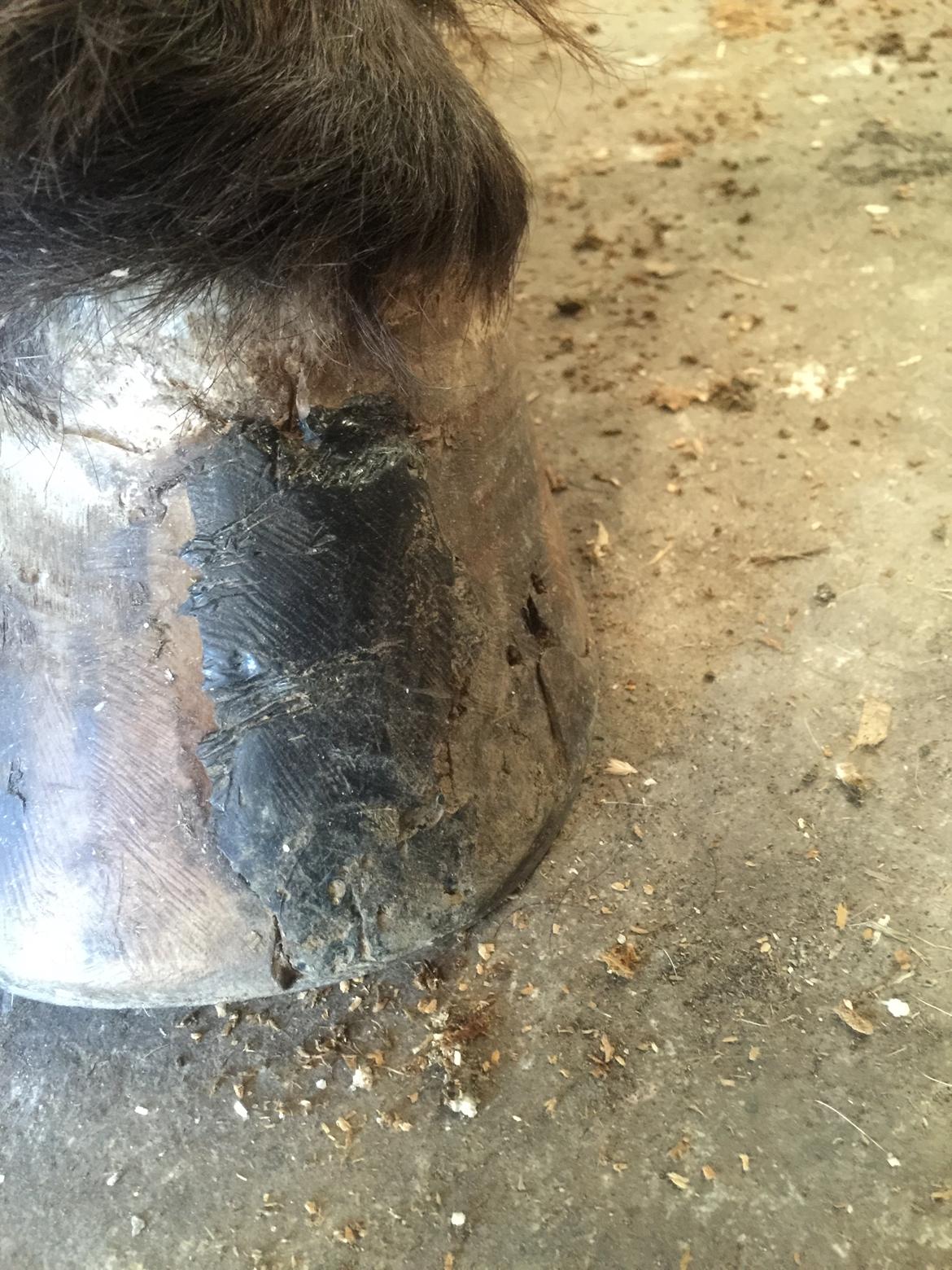 Silvas hov operation (keratom) billede 74