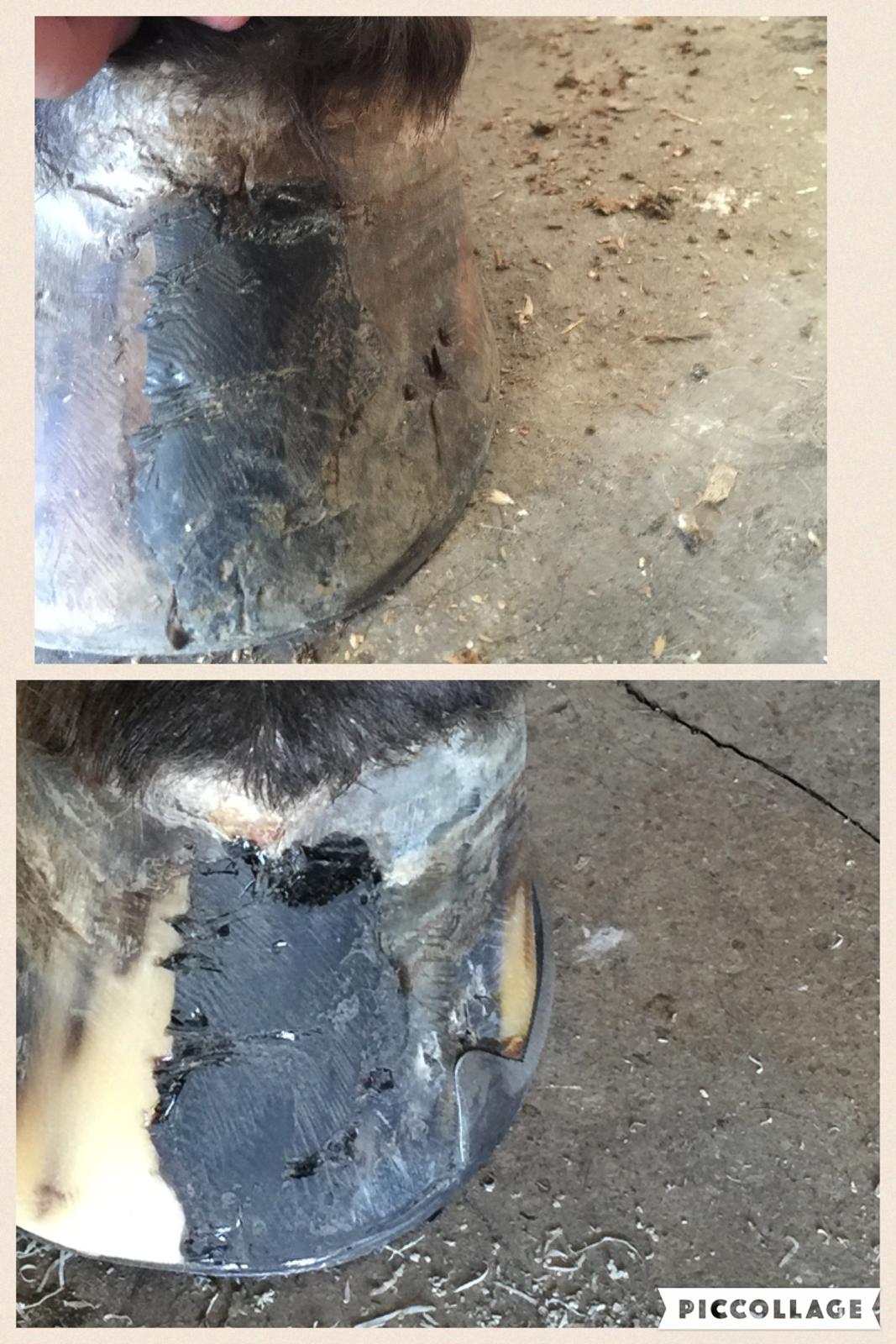 Silvas hov operation (keratom) billede 75