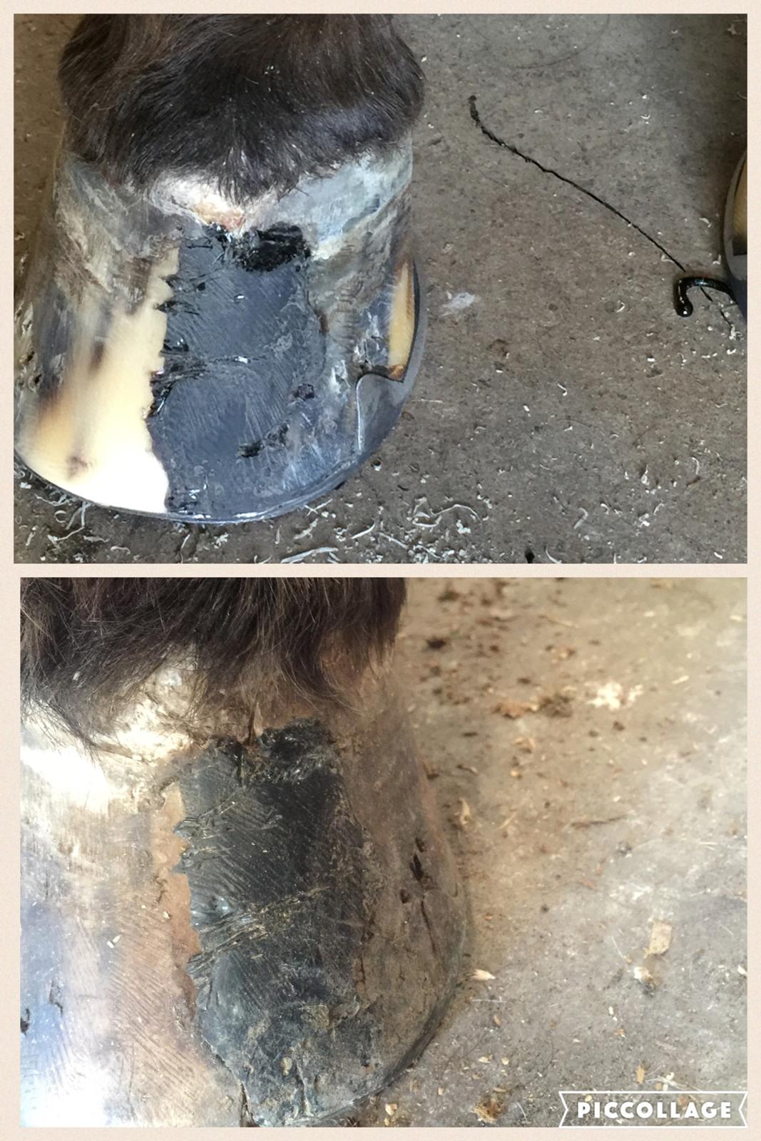 Silvas hov operation (keratom) billede 76