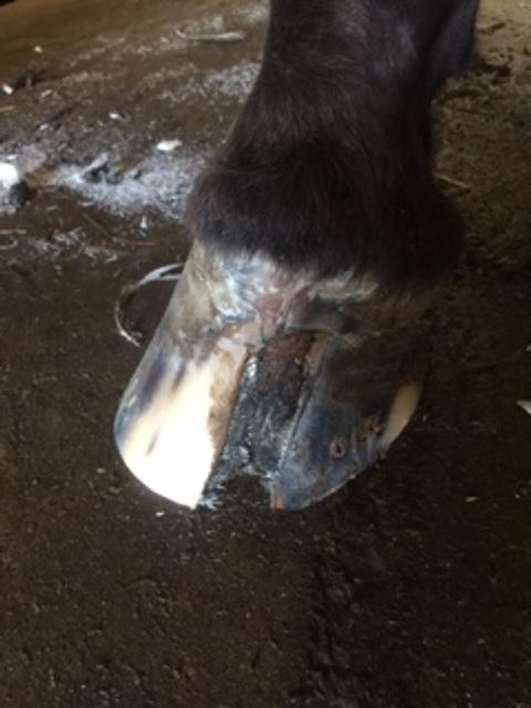 Silvas hov operation (keratom) billede 79