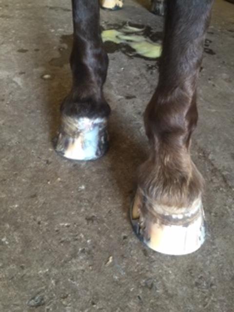 Silvas hov operation (keratom) billede 80