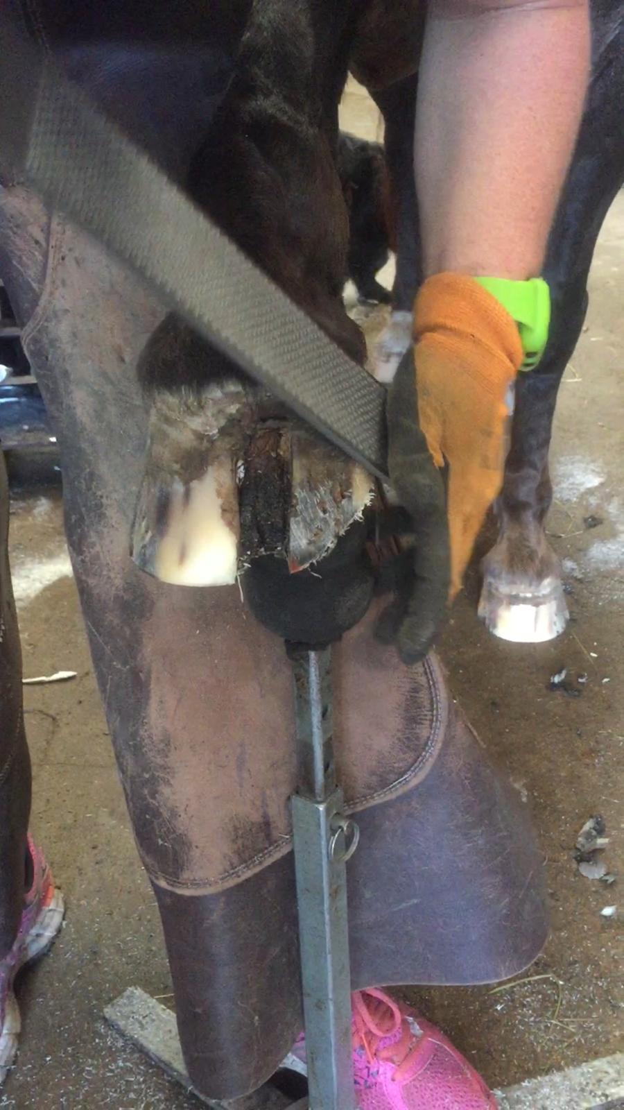 Silvas hov operation (keratom) billede 81