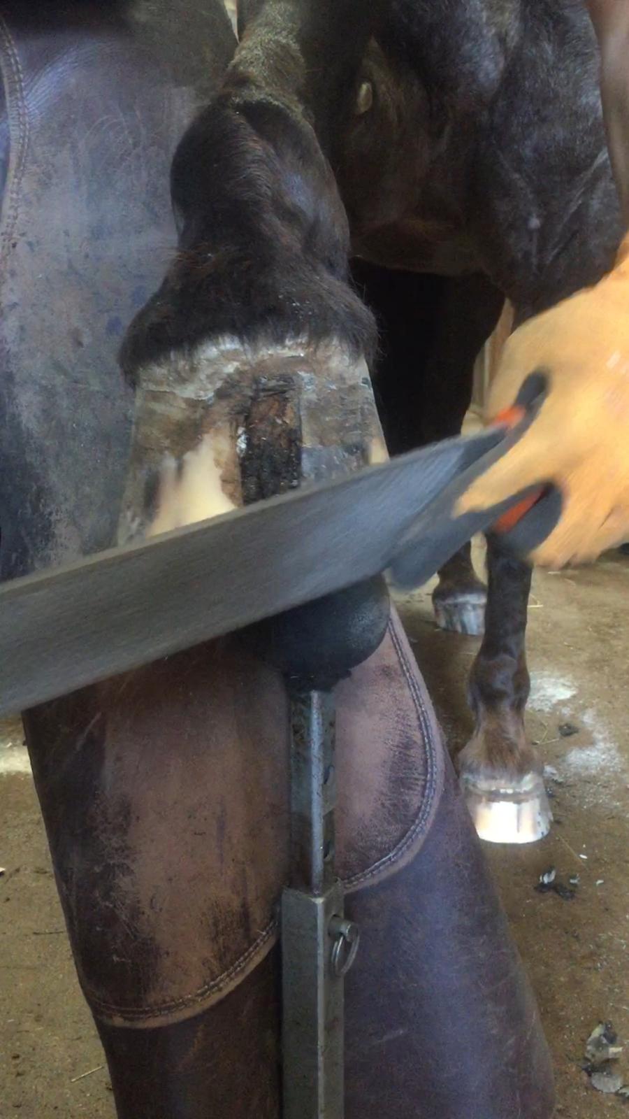 Silvas hov operation (keratom) billede 82