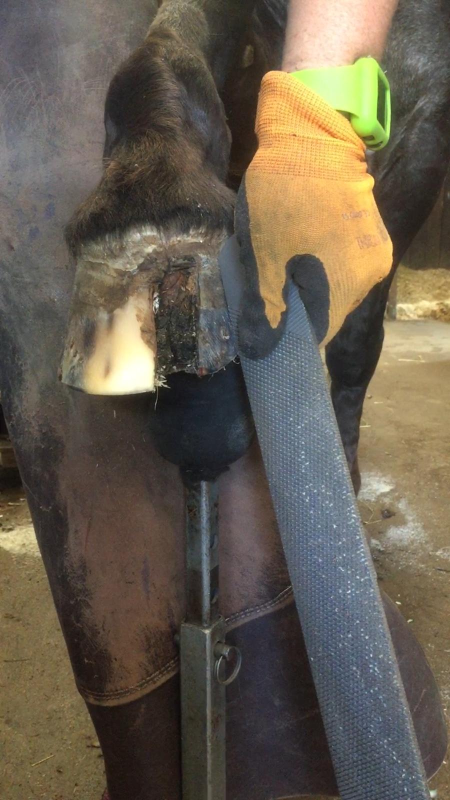 Silvas hov operation (keratom) billede 83