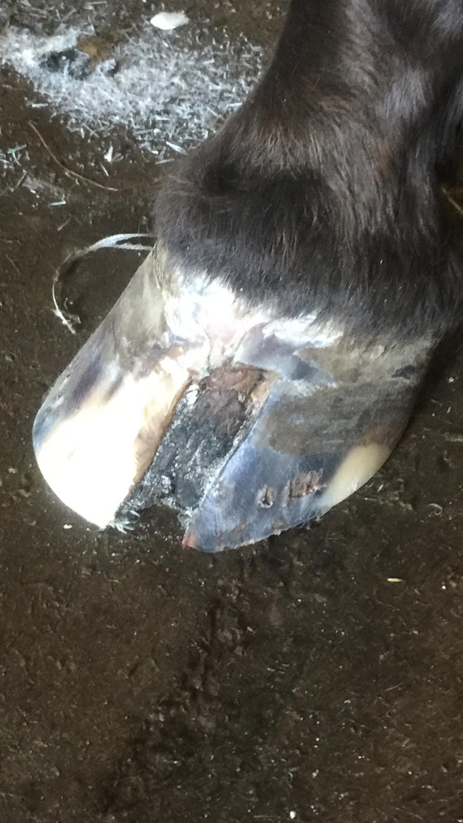 Silvas hov operation (keratom) billede 84