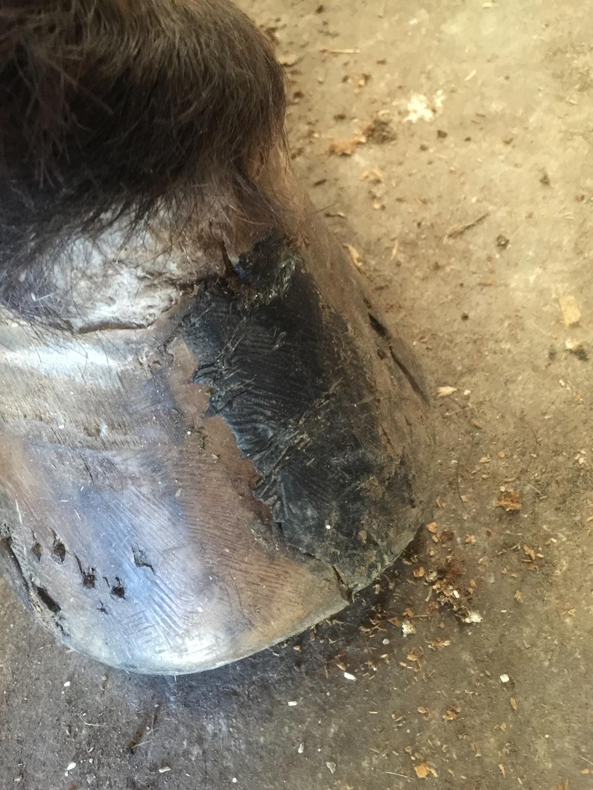 Silvas hov operation (keratom) billede 73