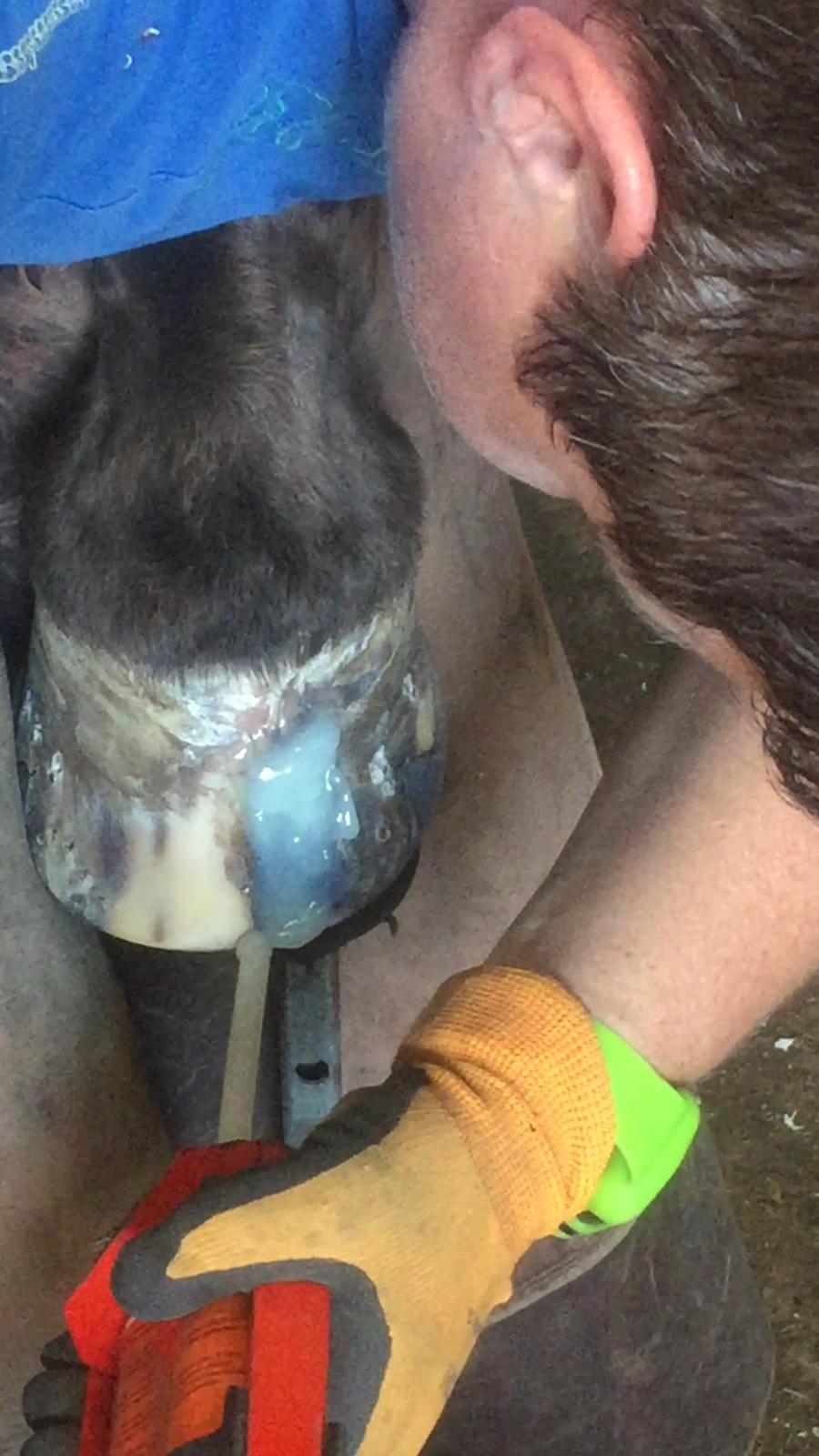 Silvas hov operation (keratom) billede 86