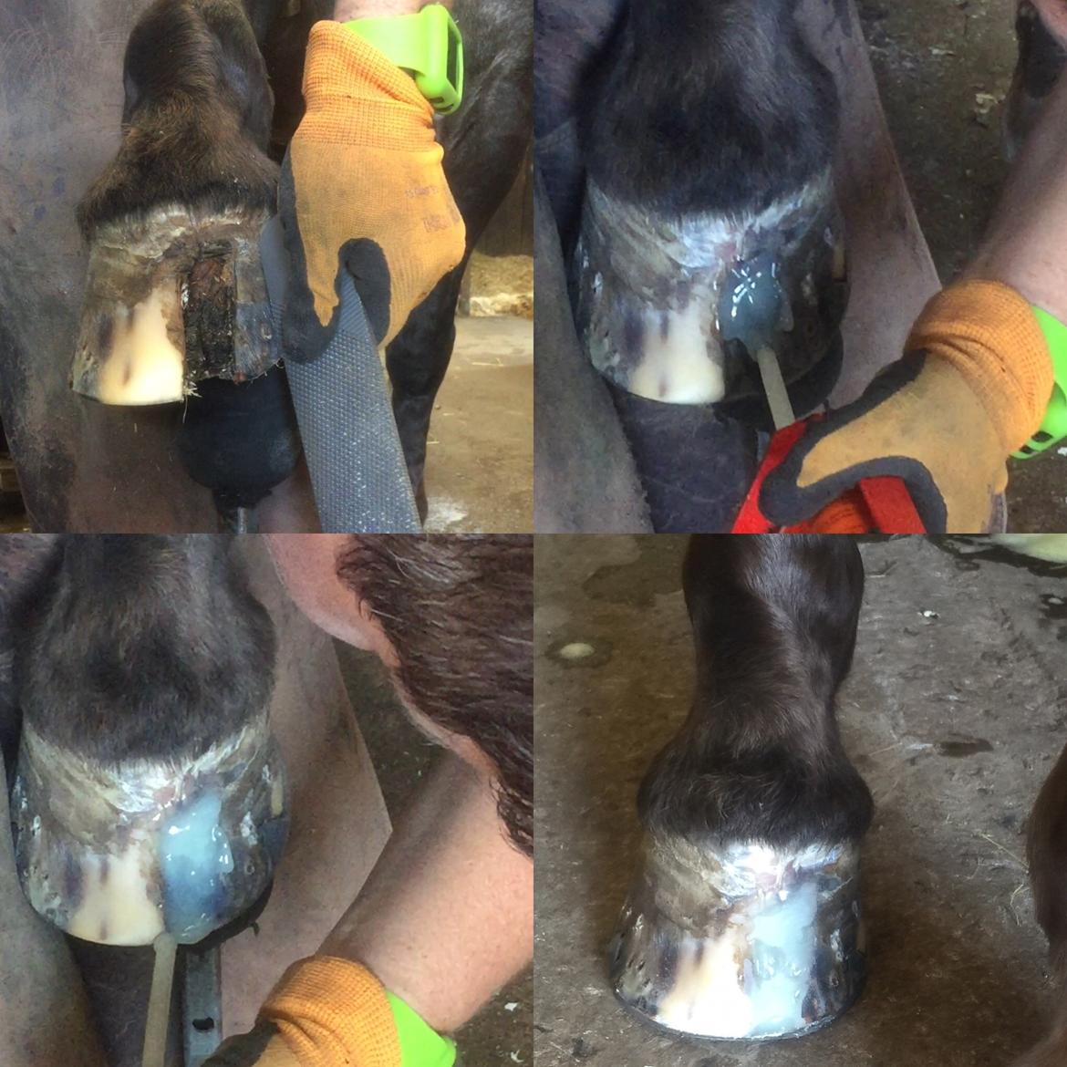 Silvas hov operation (keratom) billede 87