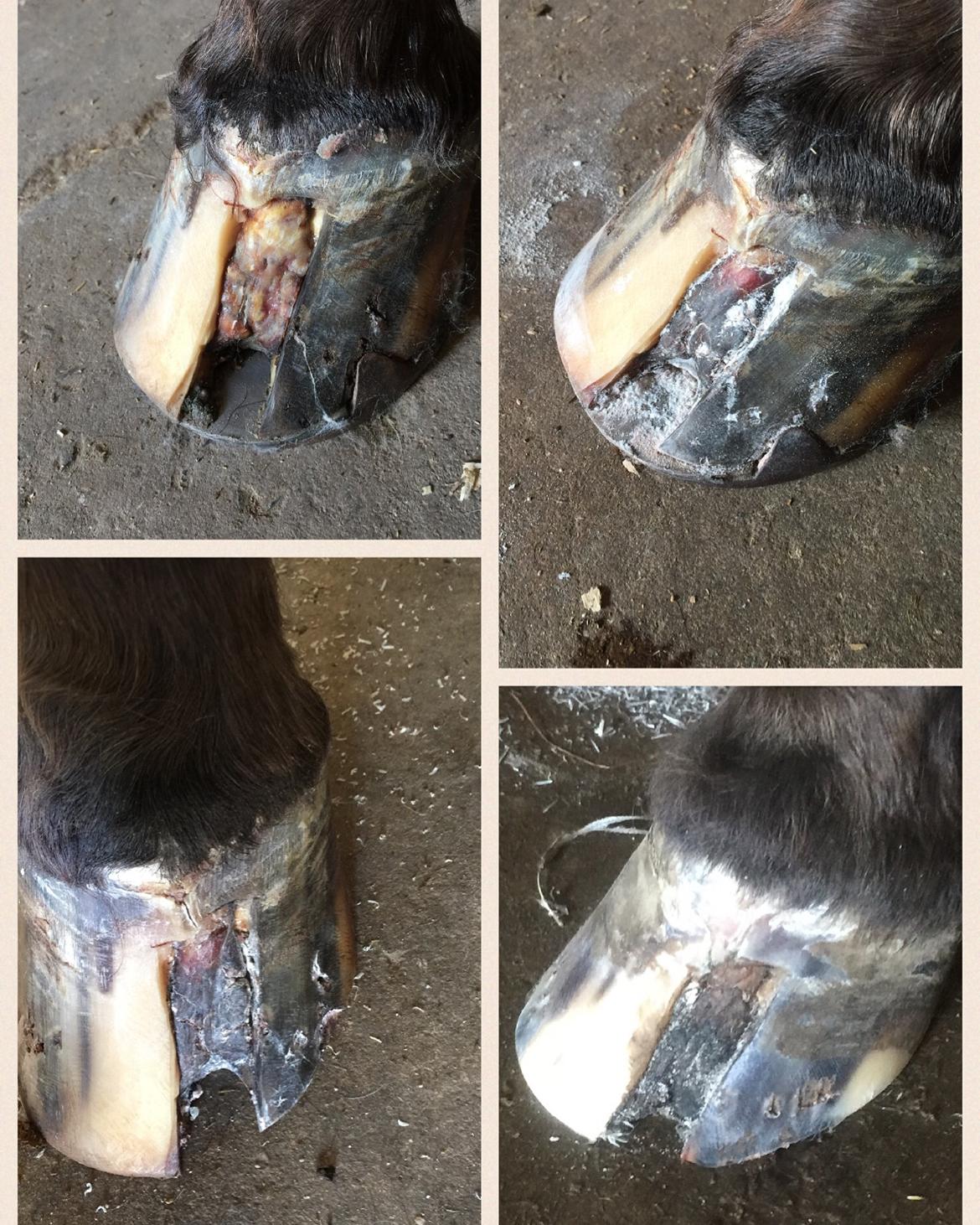 Silvas hov operation (keratom) billede 88