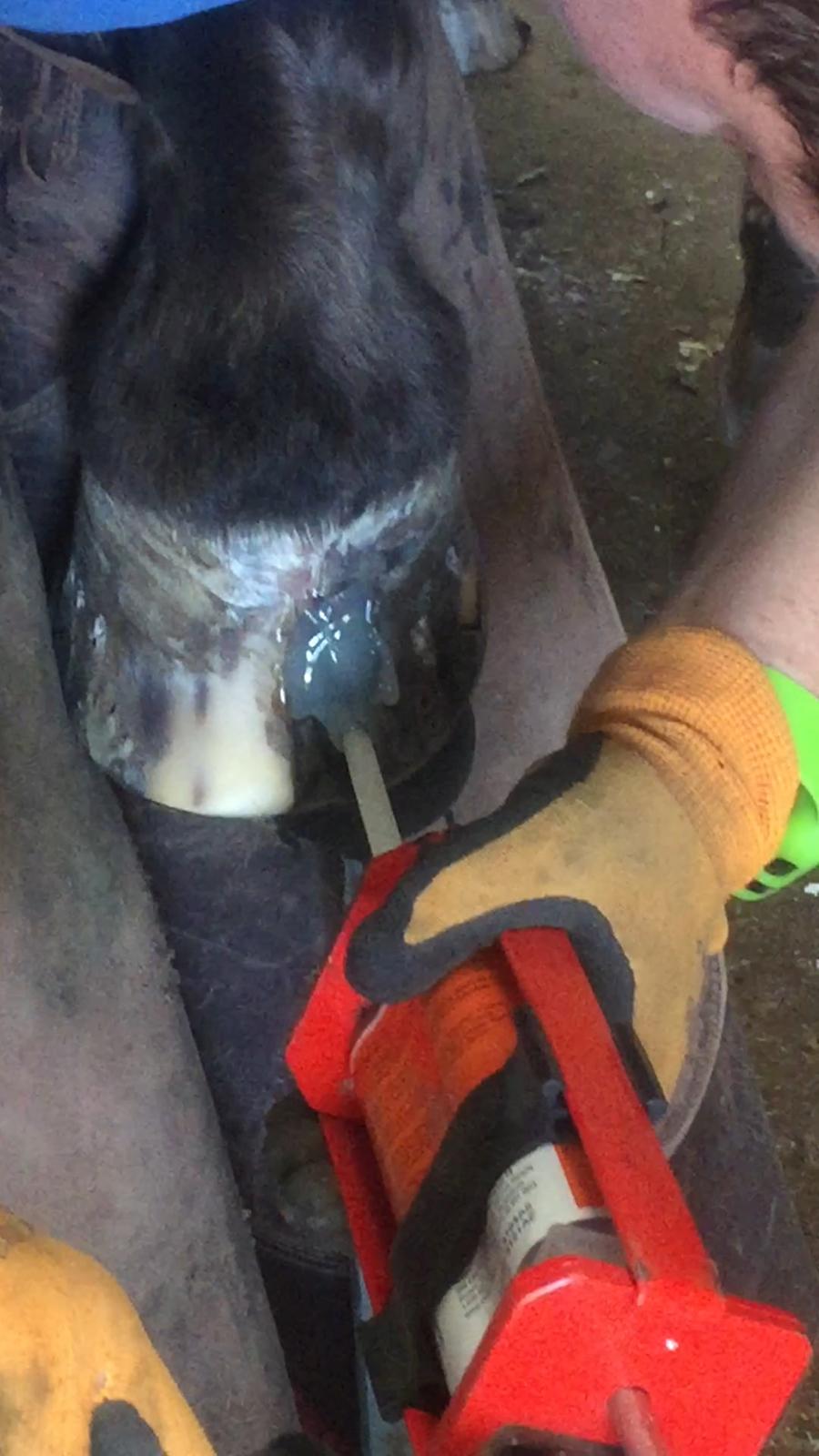 Silvas hov operation (keratom) - Ny kunsthov billede 85