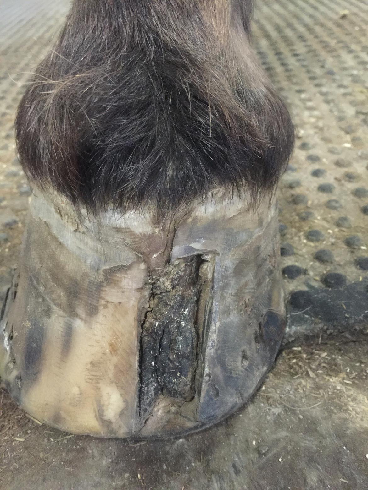 Silvas hov operation (keratom) billede 90