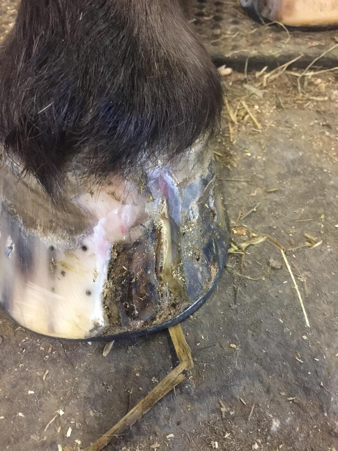 Silvas hov operation (keratom) billede 91