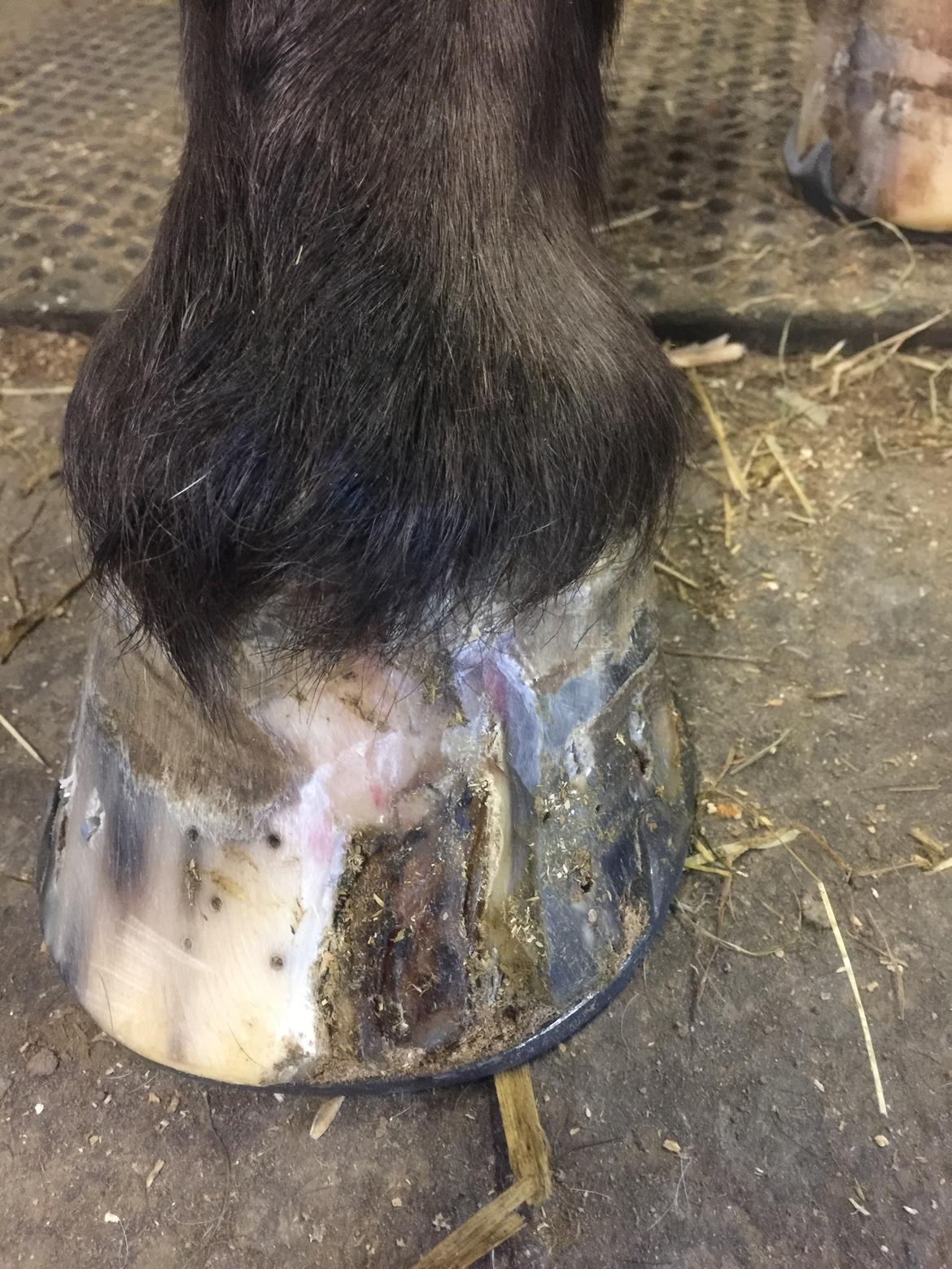 Silvas hov operation (keratom) billede 92