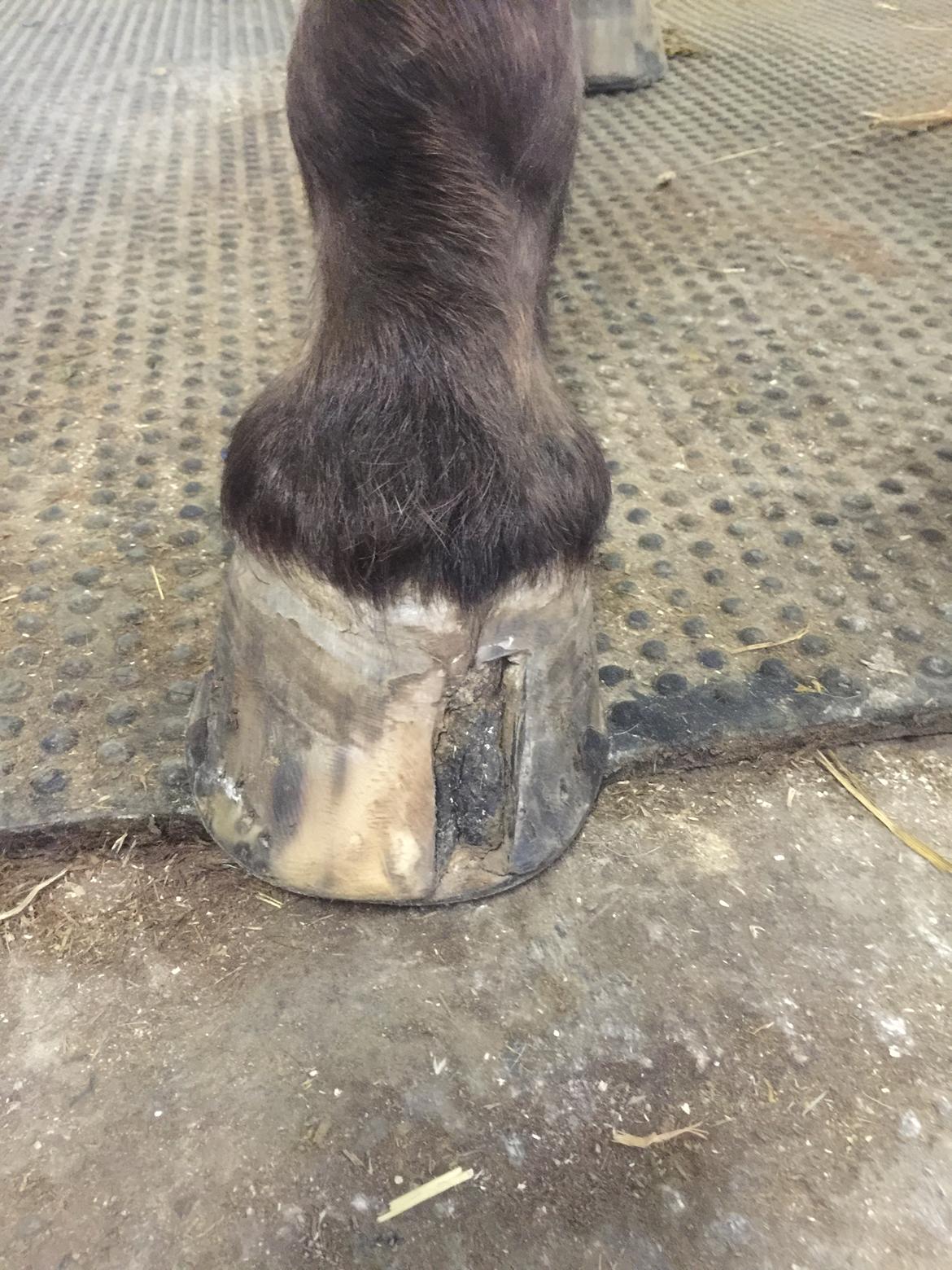 Silvas hov operation (keratom) billede 89