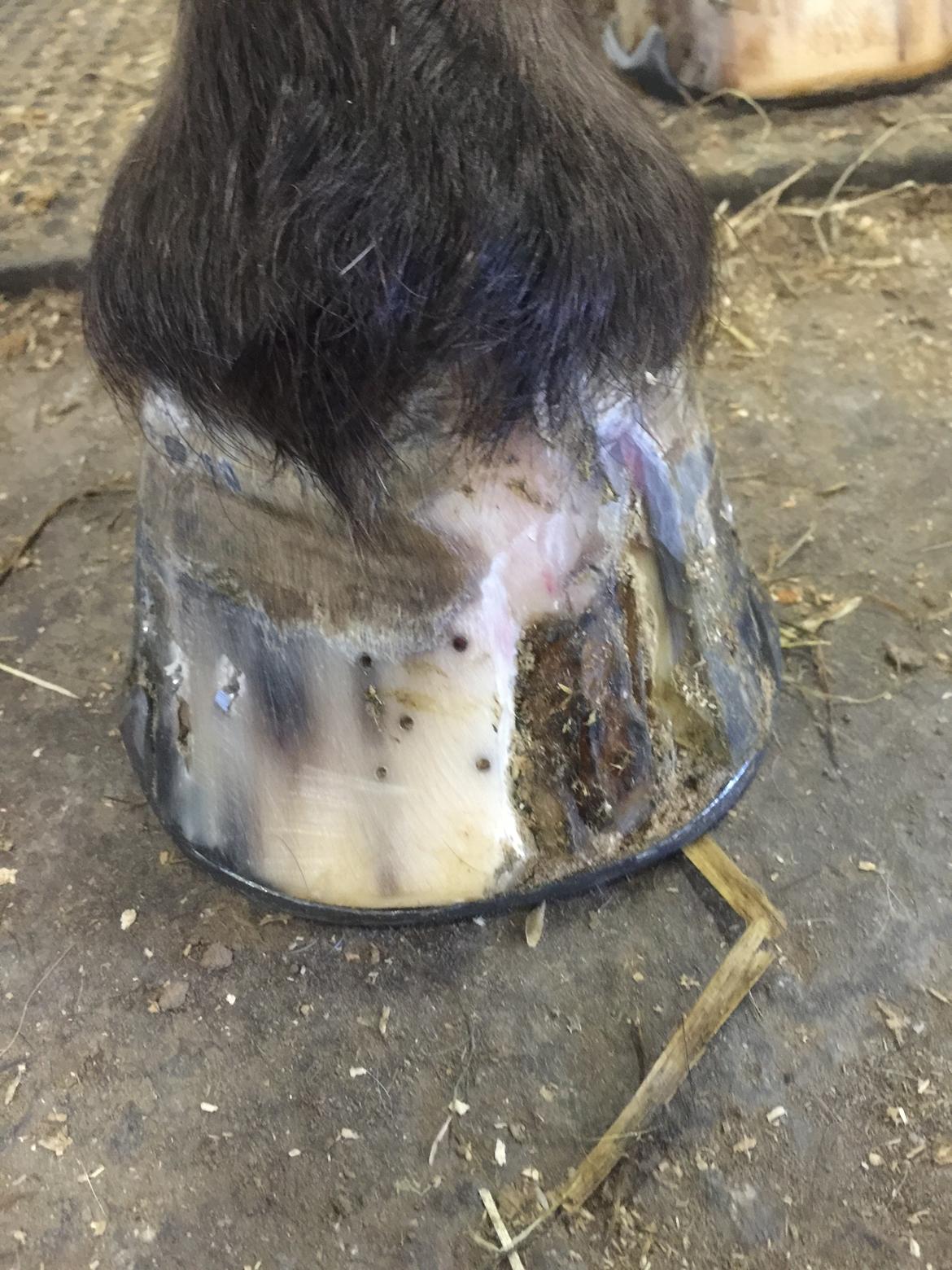 Silvas hov operation (keratom) - Nu er det ikke længere nødvendigt med kunsthorn og Silva er frigivet til alm ridning - jubiiiiii billede 94