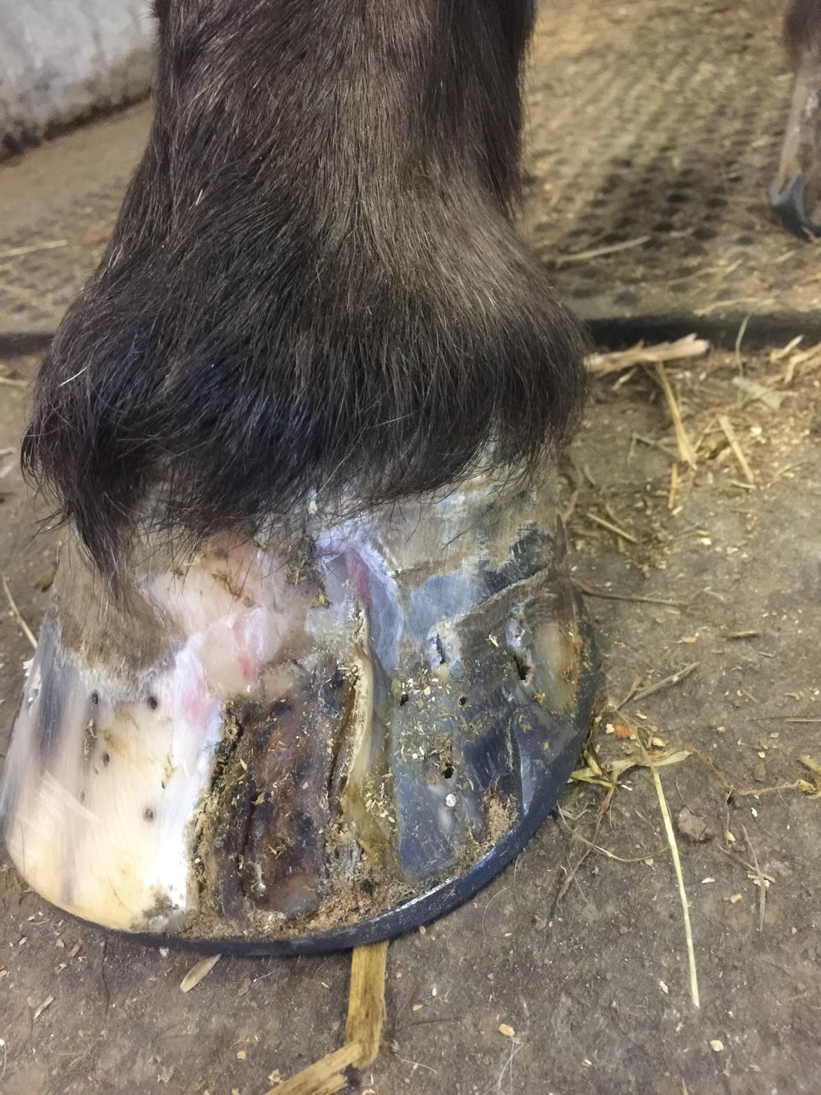 Silvas hov operation (keratom) billede 93