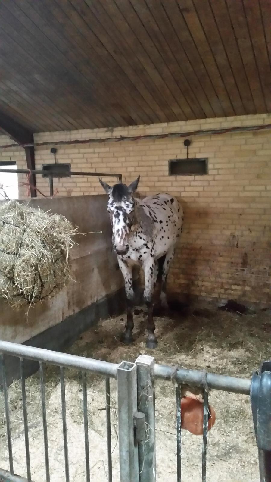 Slinger hest  billede 5