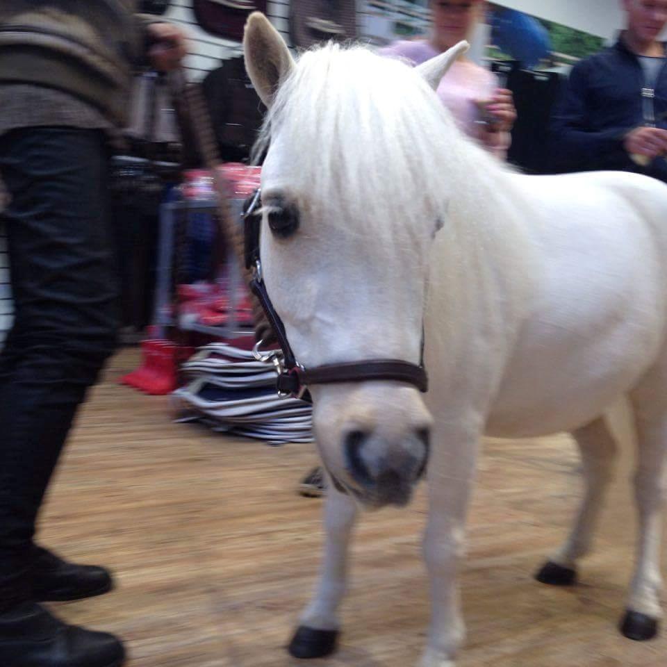Horze Hillerød d 1/10-16 billede 2